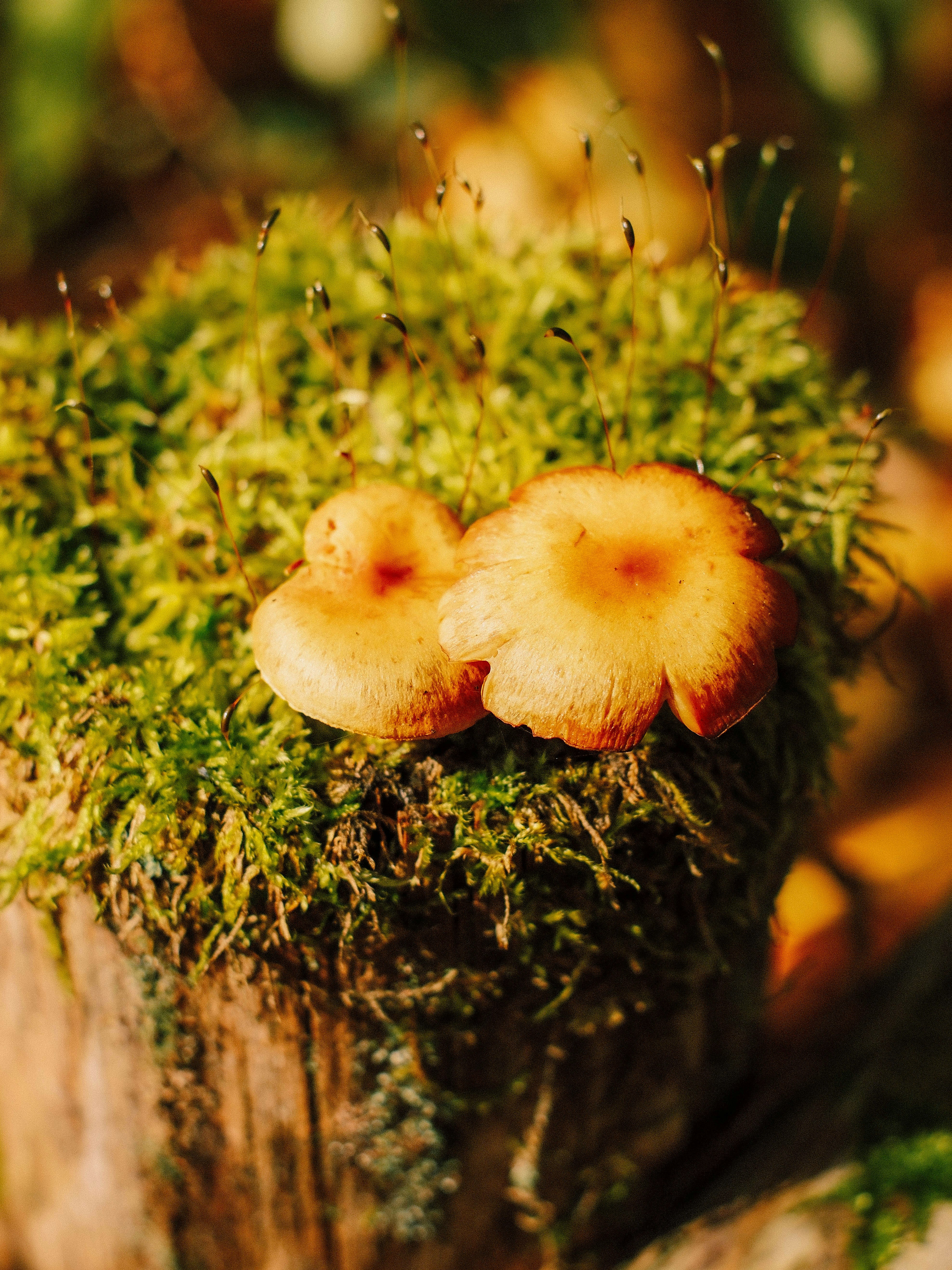 Two small mushrooms growing on a mossy tree stump.