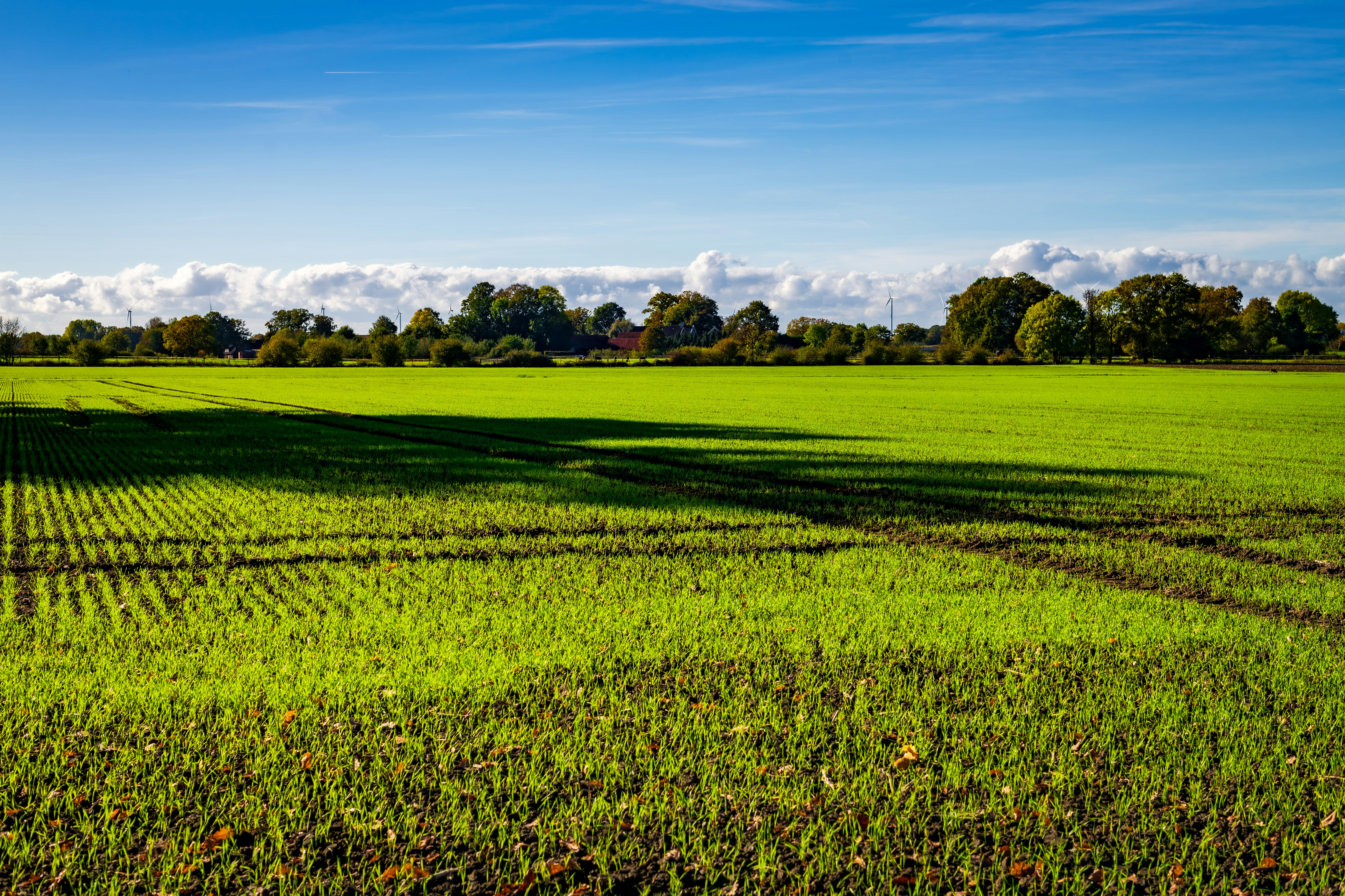 Vast green field under a bright blue sky