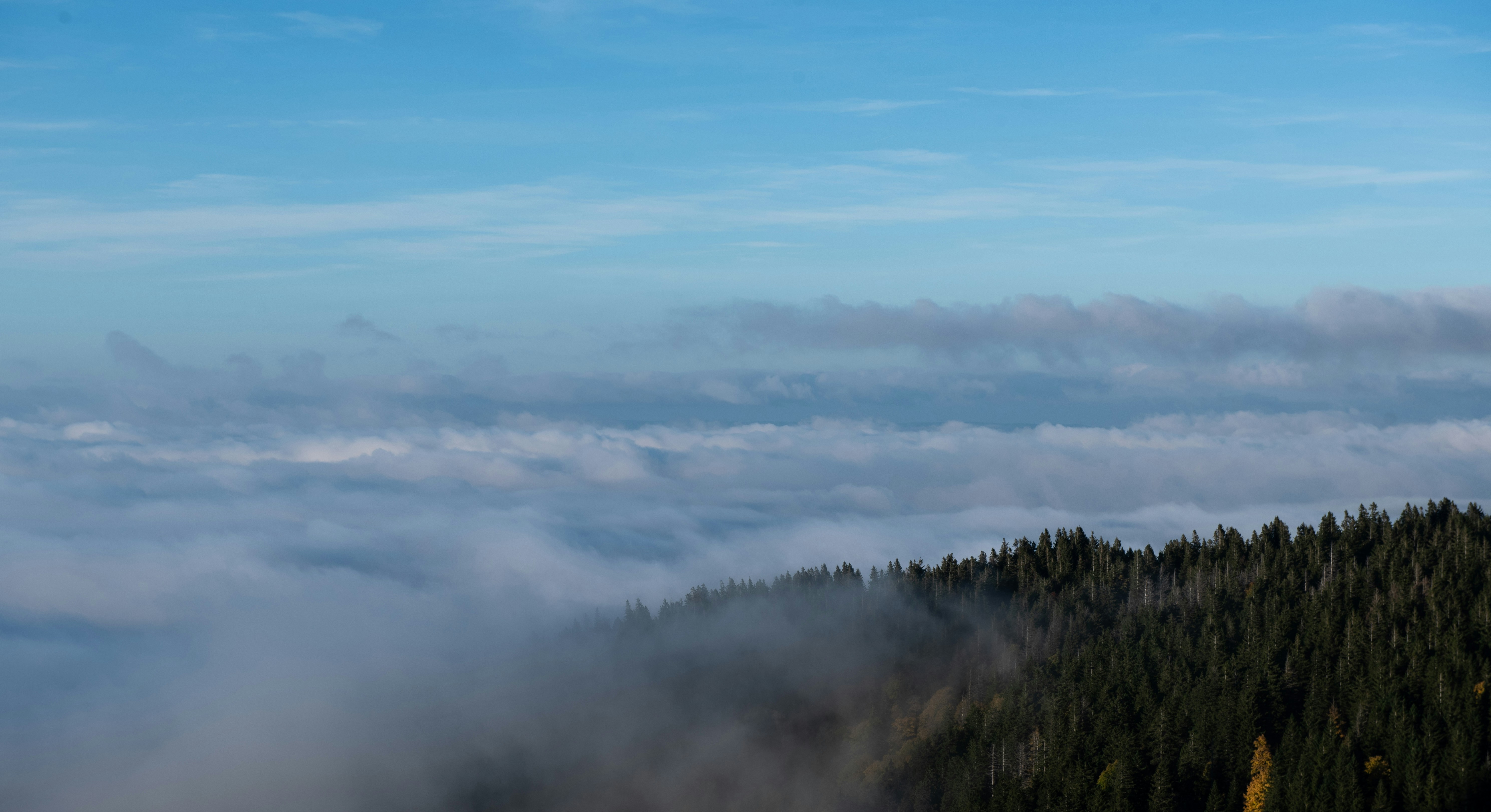 Forest trees emerge from low-lying fog under blue sky.