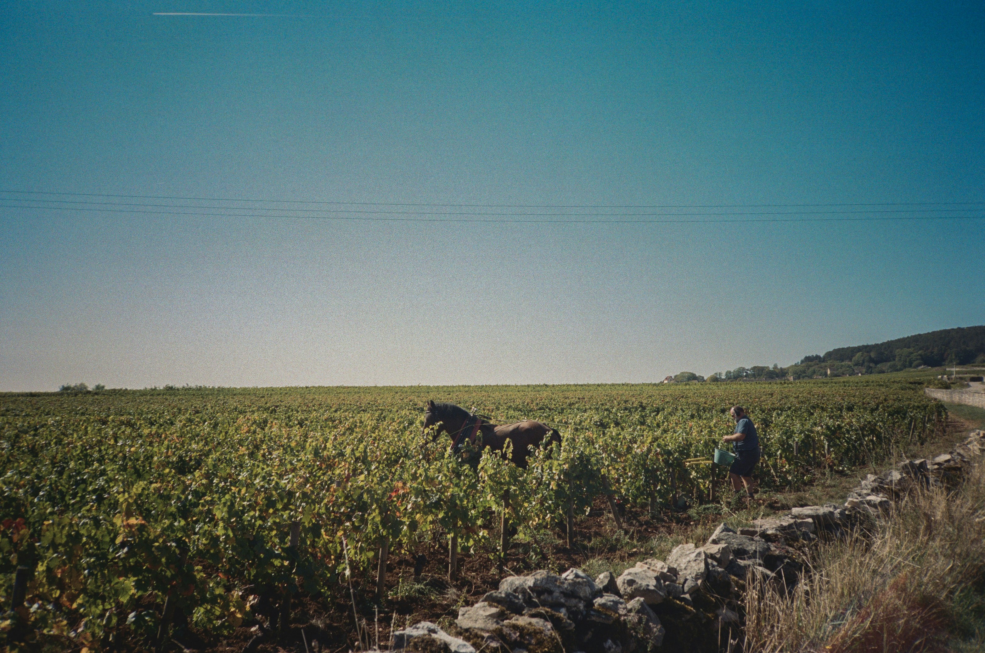 Man and horse in a vineyard under a clear sky