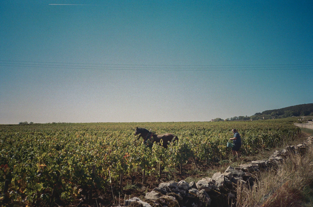The vine leaves turning at the end of summer