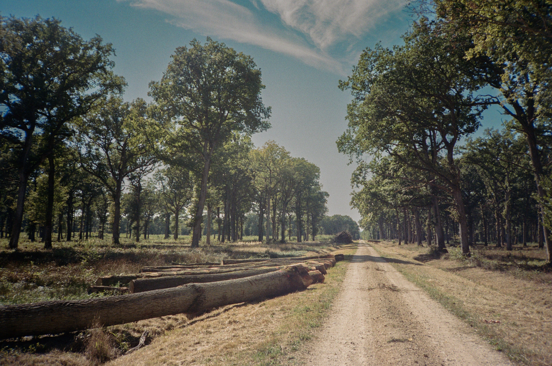 Dirt road through a sunlit forest with fallen logs