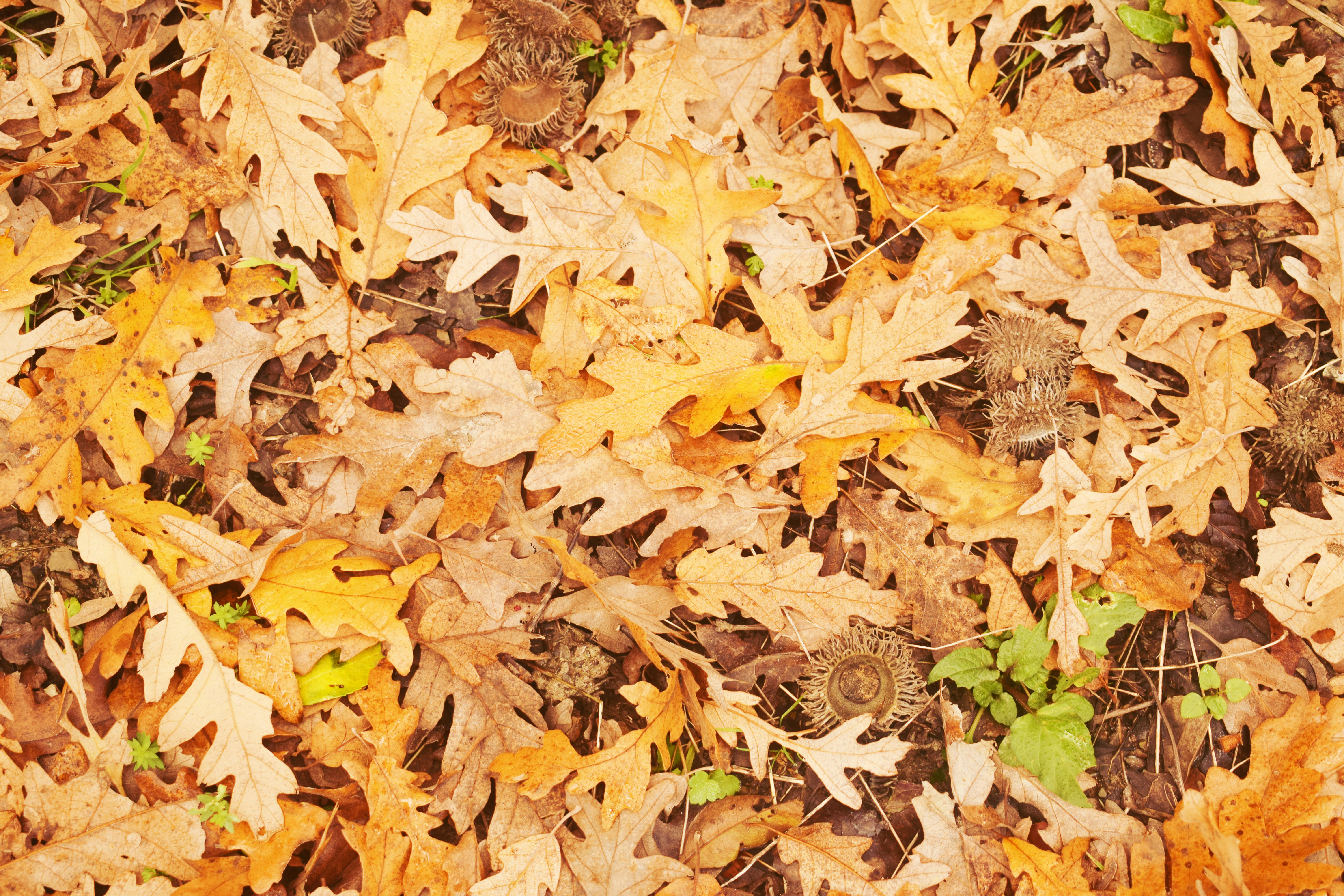 A carpet of fallen autumn oak leaves on the ground.