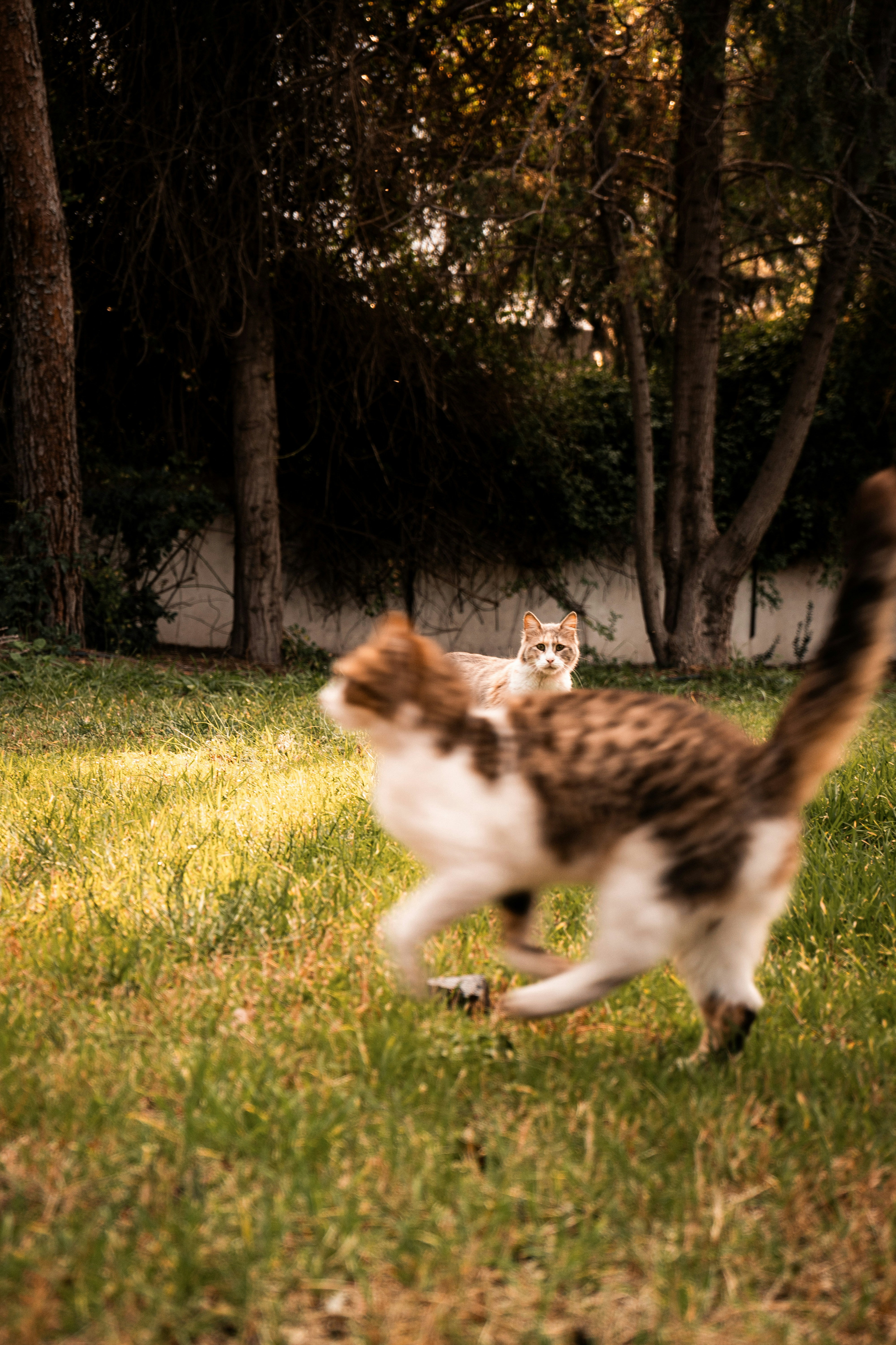 Two cats playing in a grassy backyard.