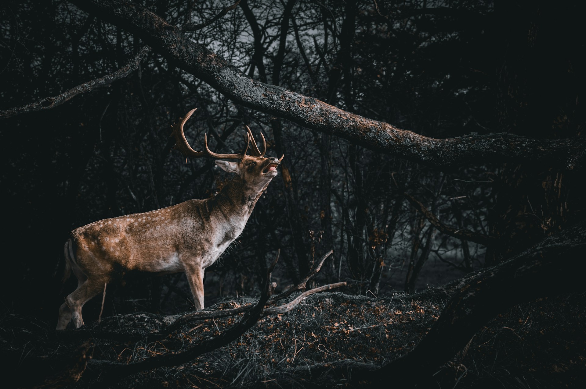 A majestic deer stands in a dark, moody forest.