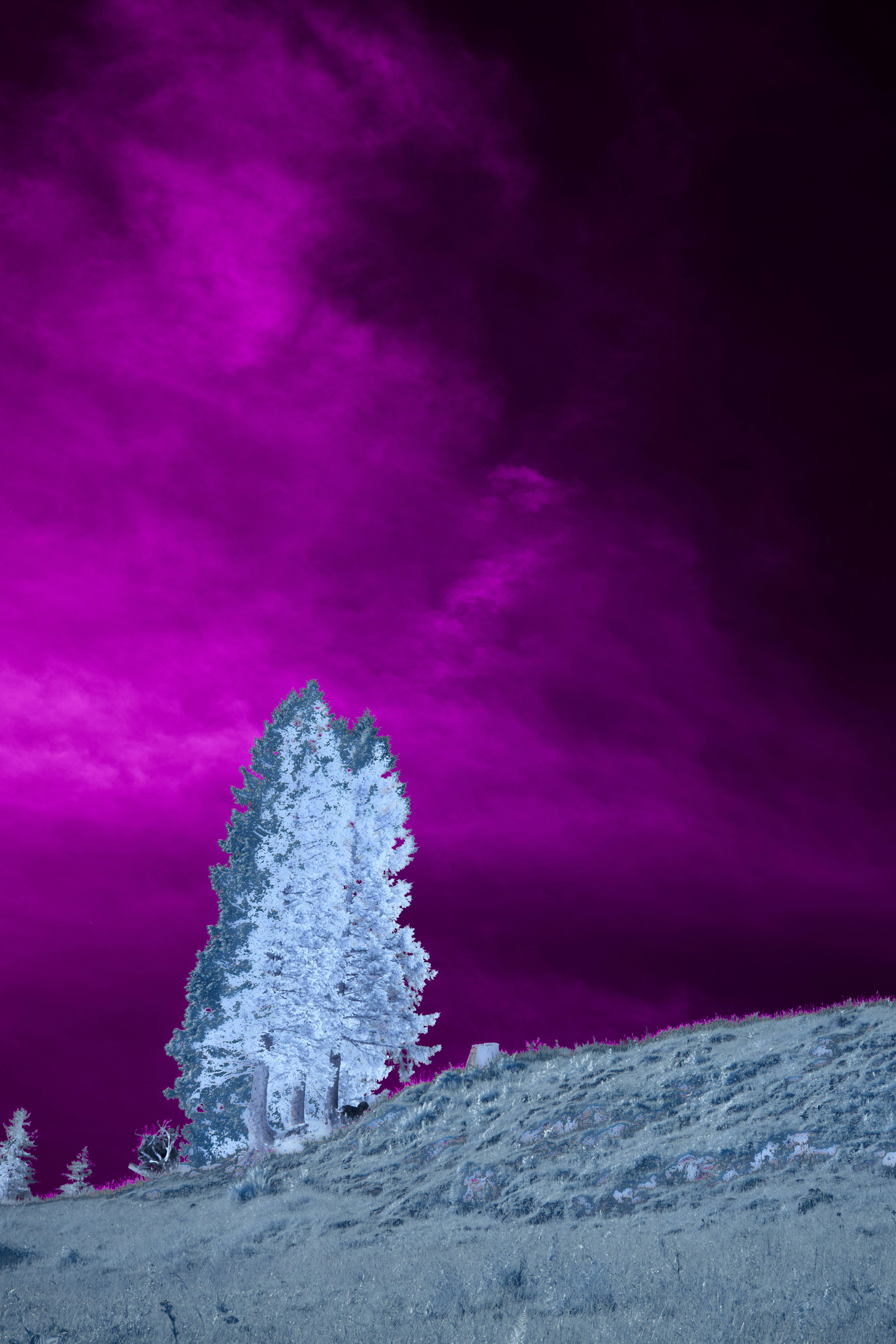 Lone tree on a hill under a vibrant pink sky