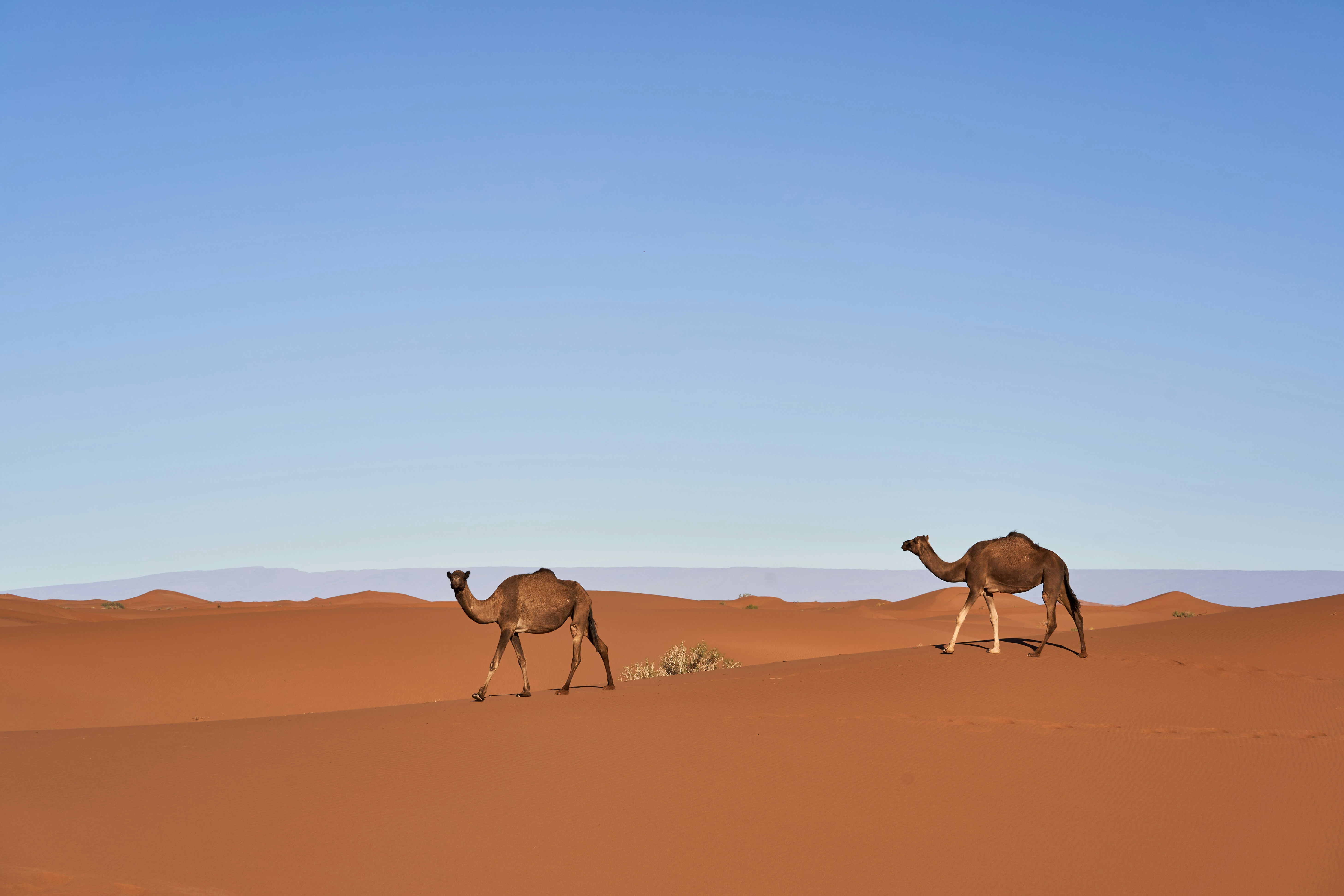 Two camels walk across a desert dune.