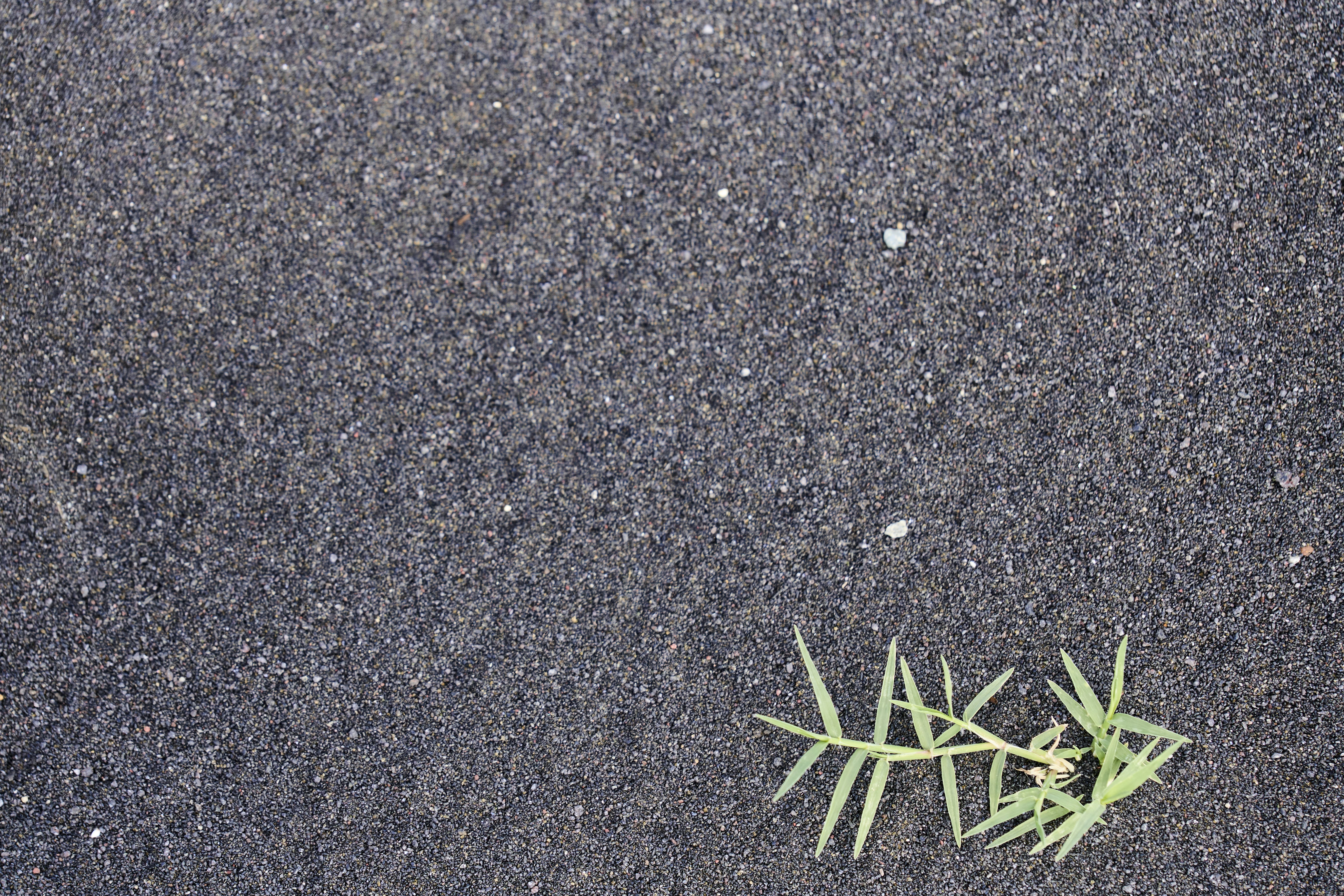 A single blade of grass on dark sand.