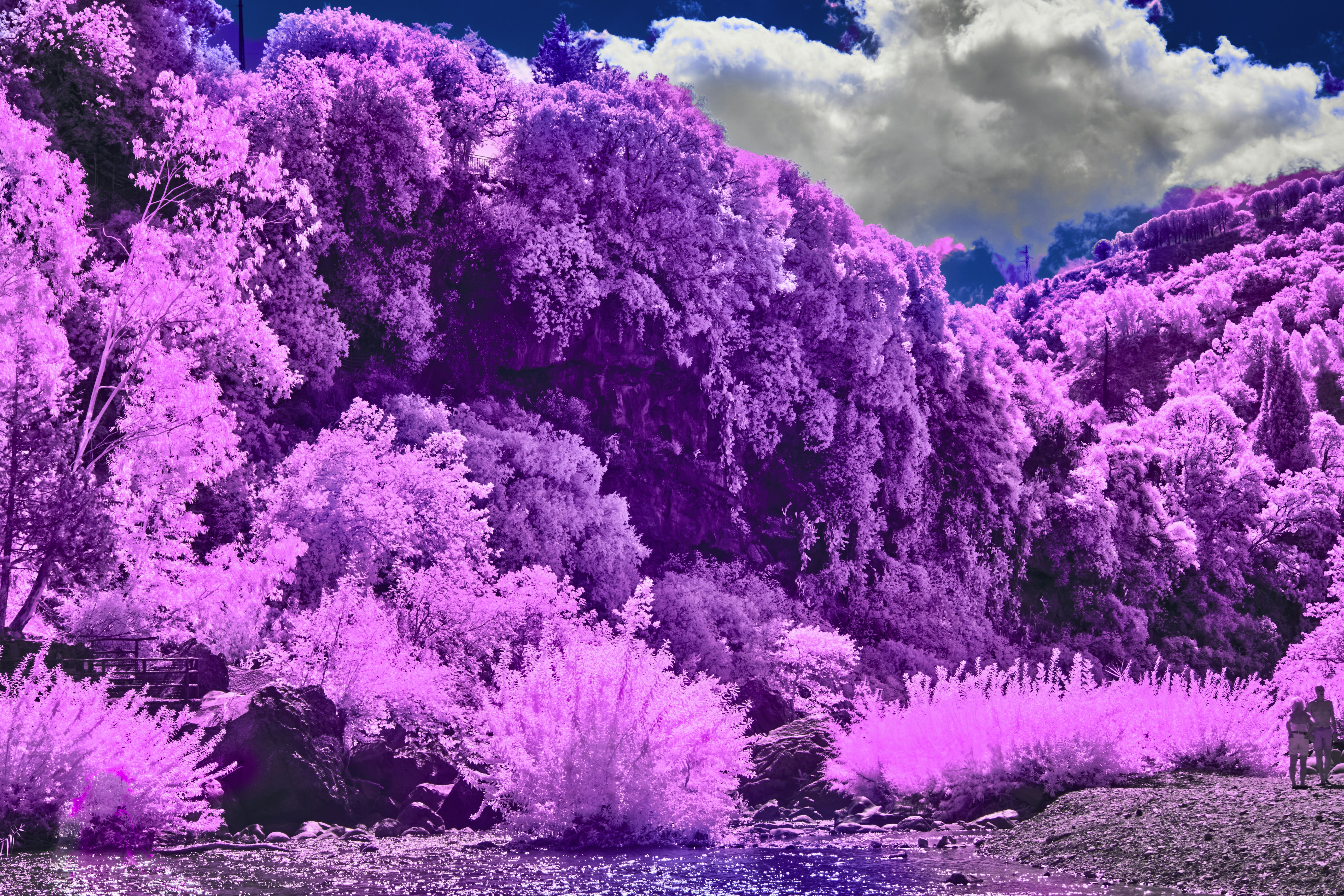 Vibrant purple trees and foliage under a cloudy sky.