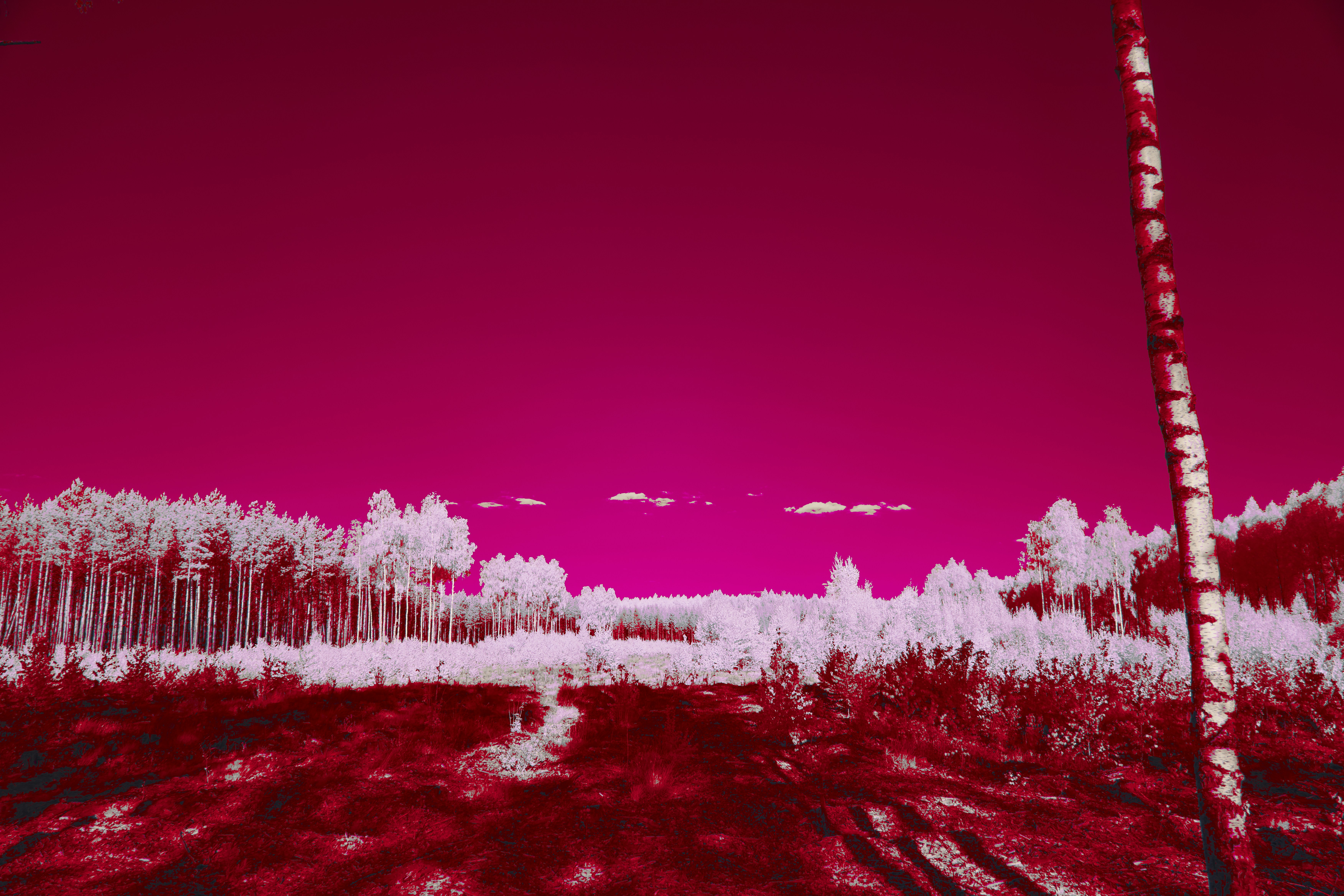 A surreal landscape with pink sky and white trees