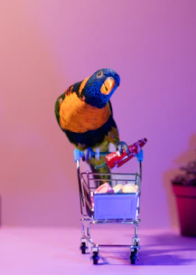 A colorful lorikeet bird in a miniature shopping cart