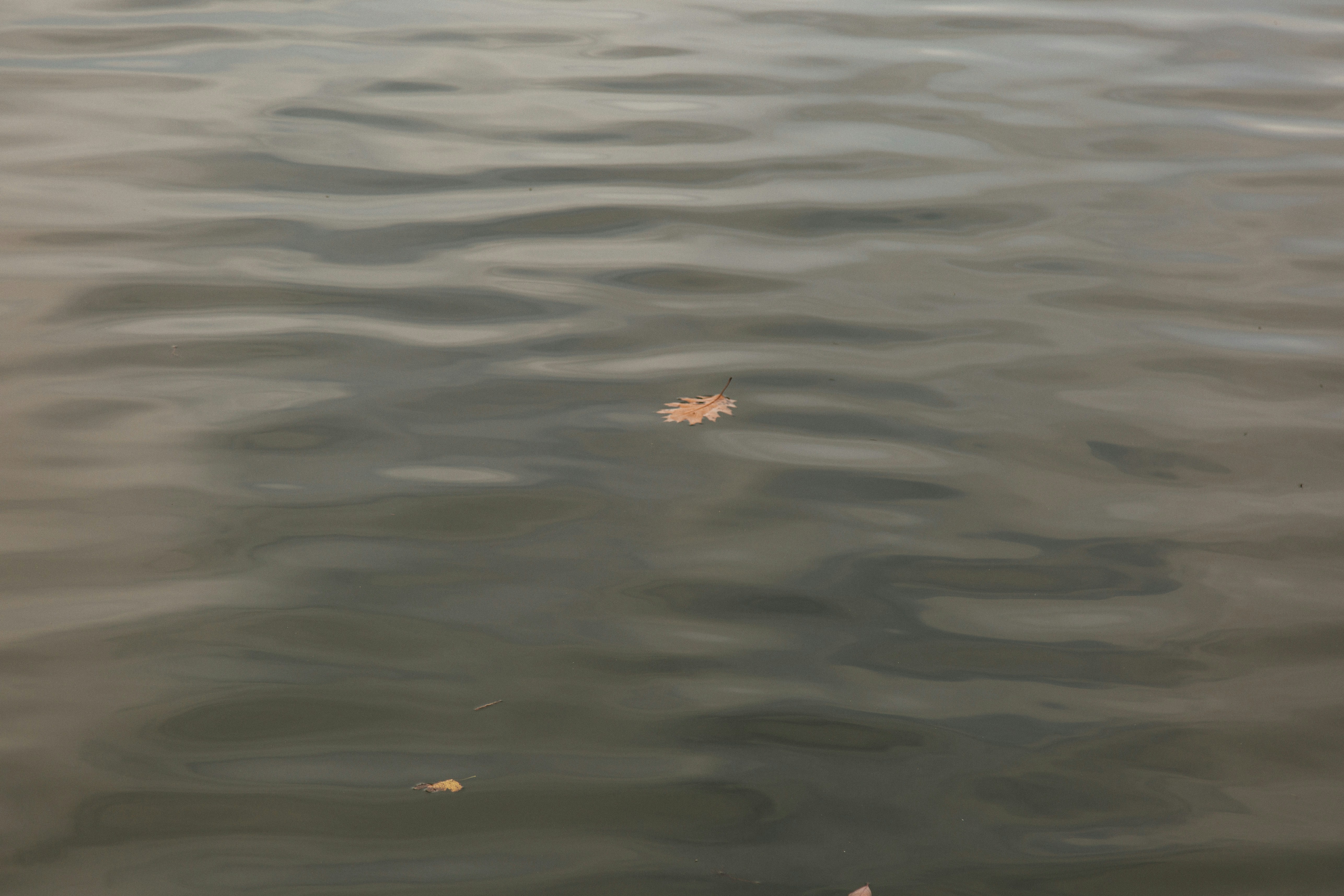 Small debris floats on dark, rippling water.