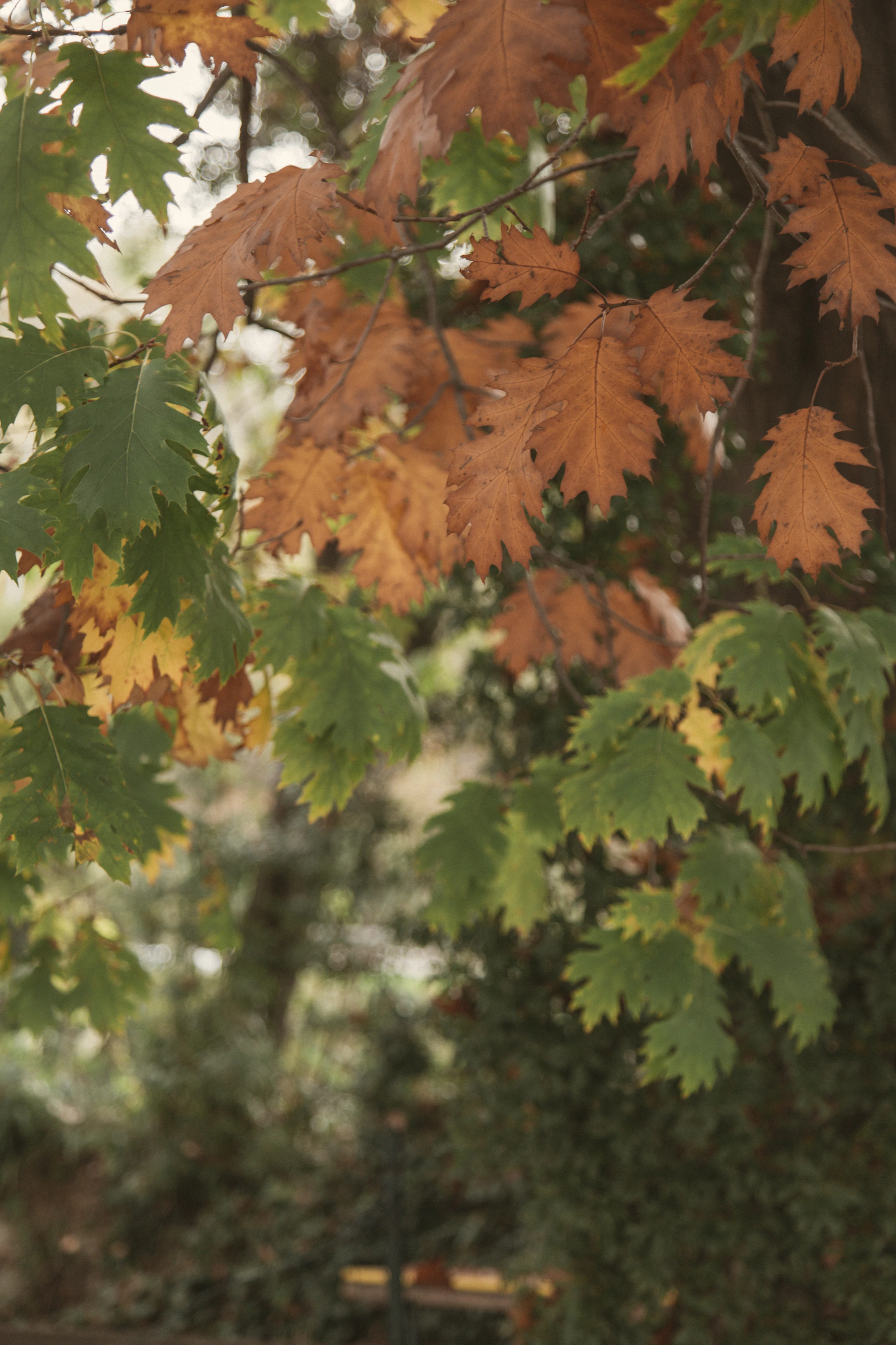 Oak leaves transition from green to autumn orange