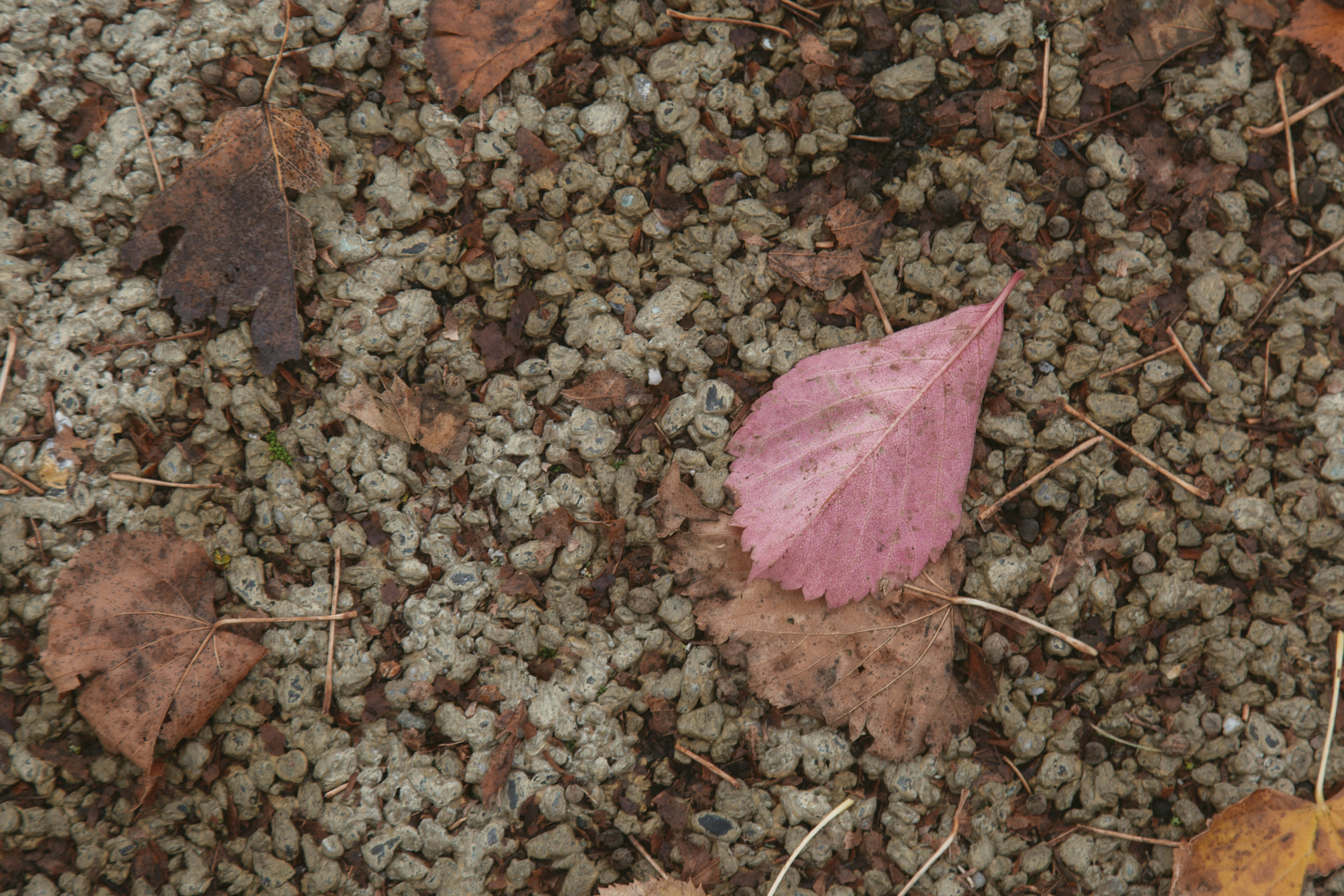 Fallen autumn leaves on gravel ground