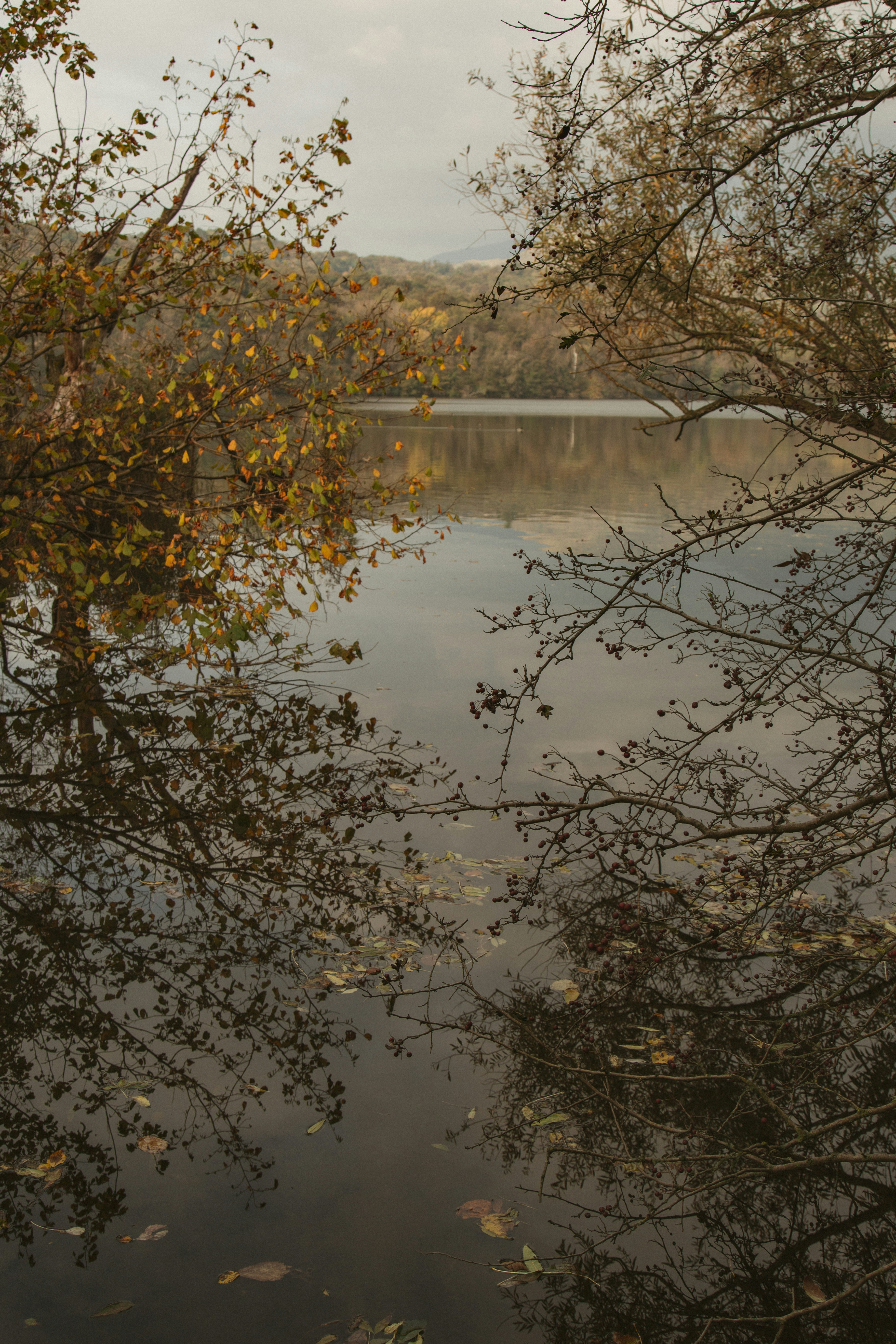 Trees reflected in a calm lake during autumn