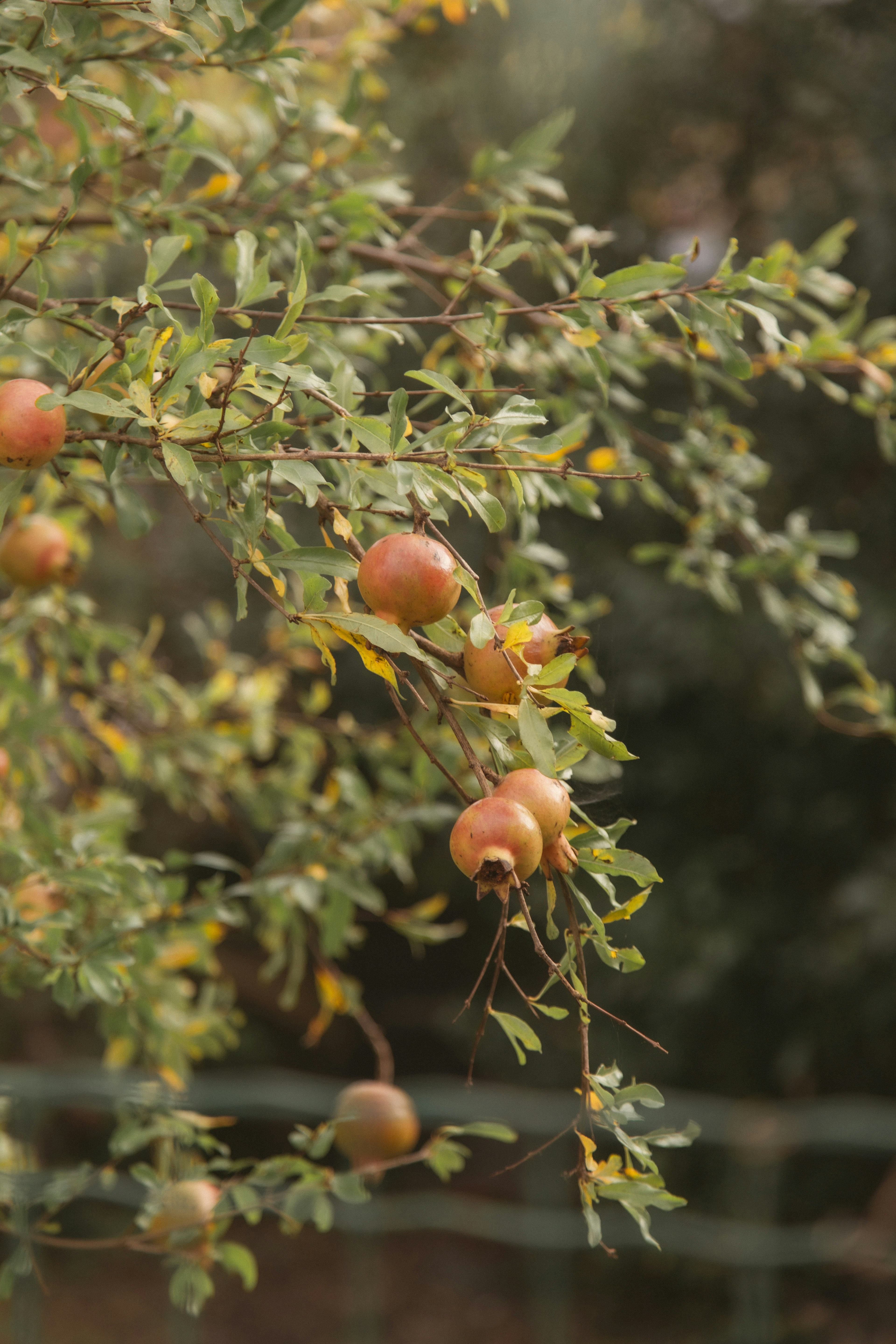 Pomegranates growing on a leafy tree branch