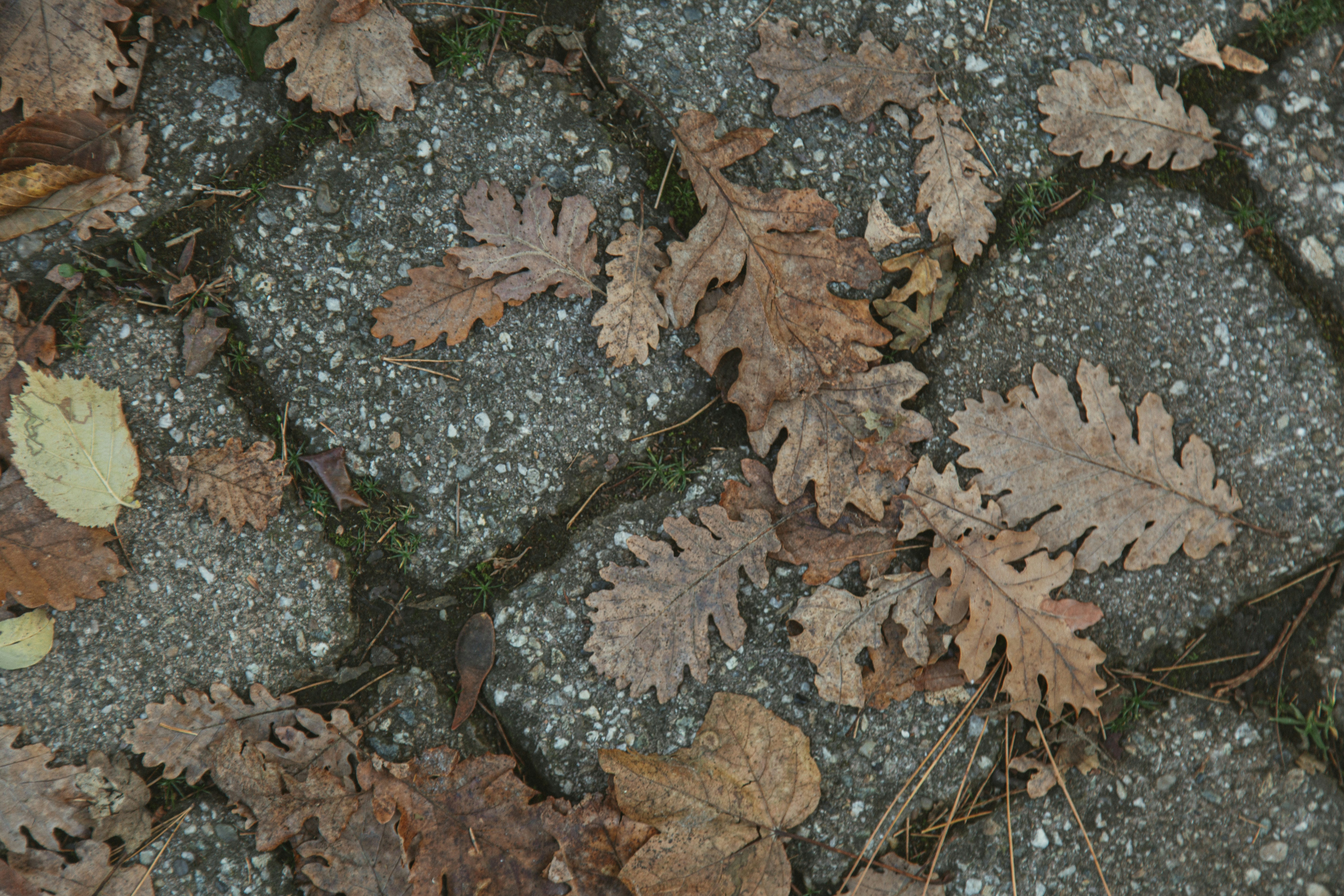 Fallen oak leaves scattered on a stone path.