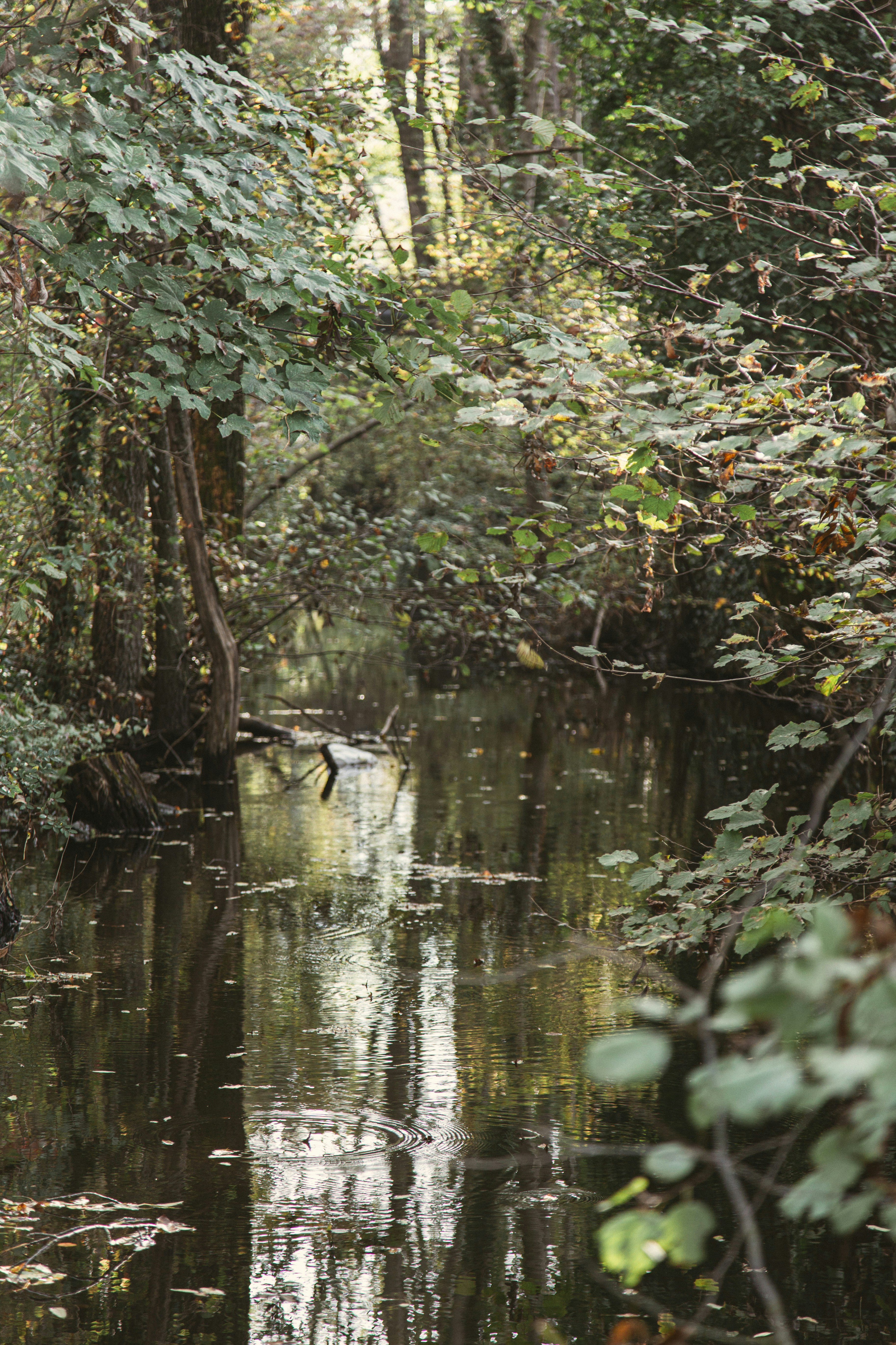 A narrow stream flows through a dense forest.