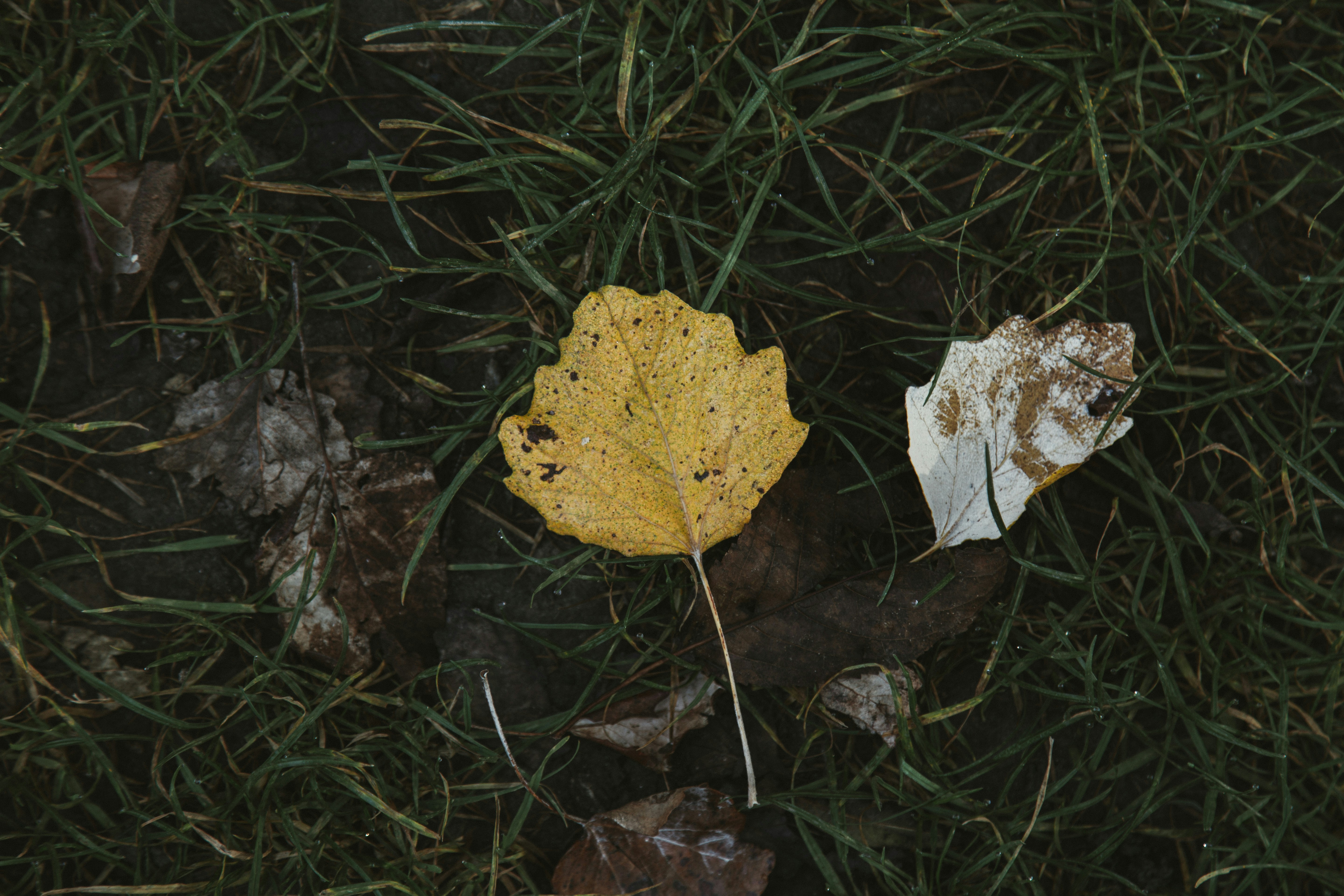 Yellow leaf rests on wet grass and fallen leaves.