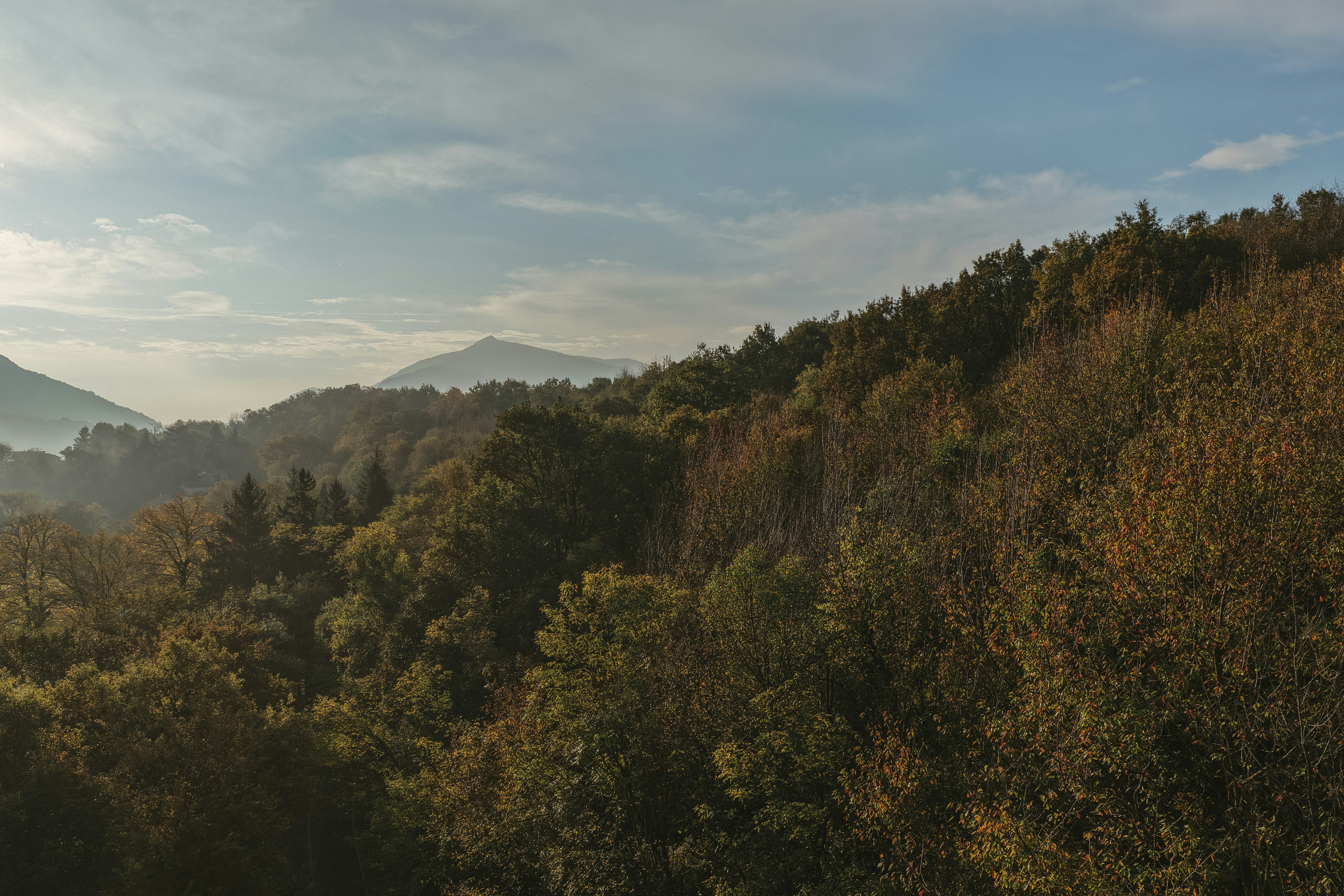 Autumn forest landscape with misty mountains in background.
