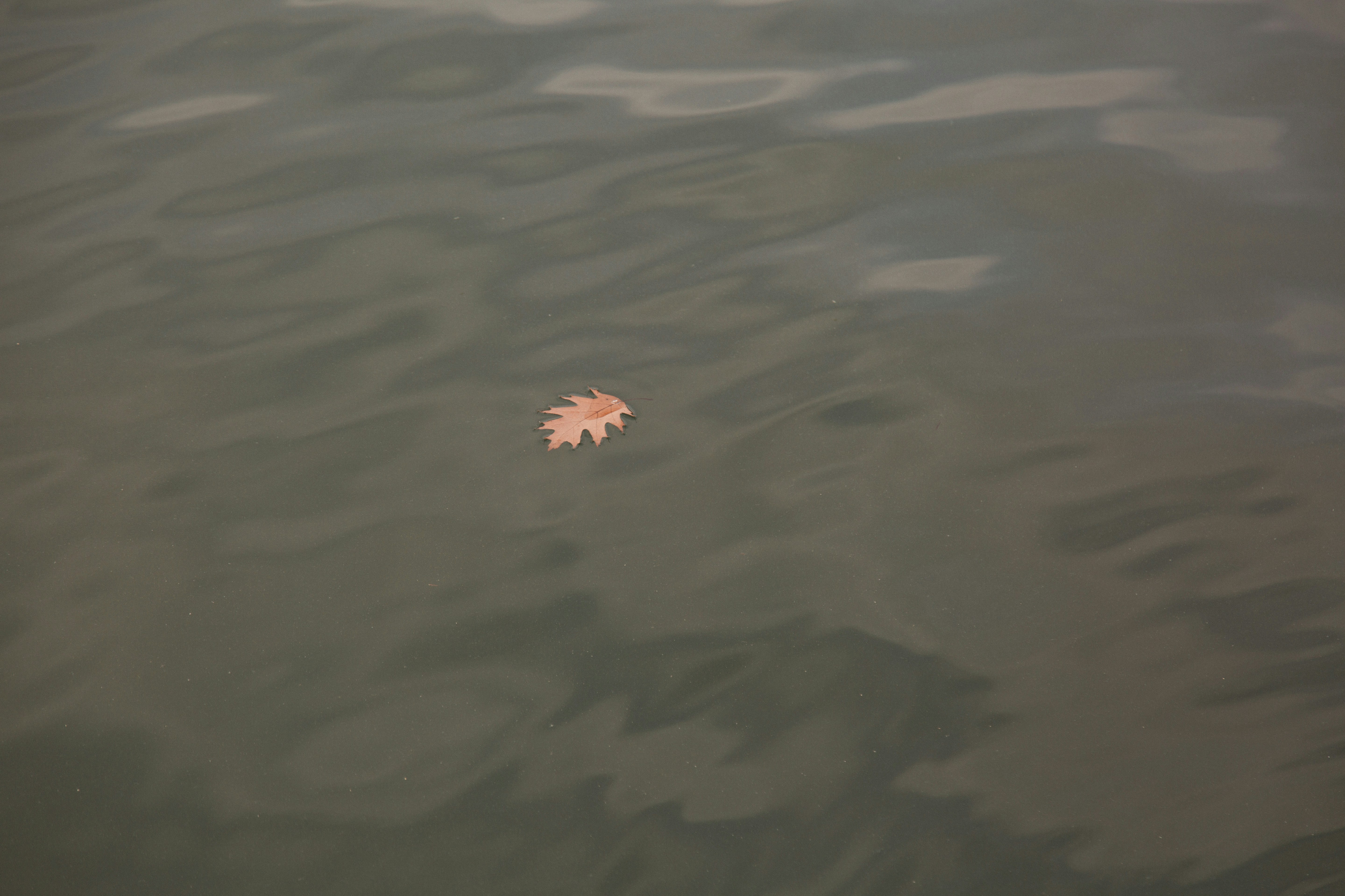 A single orange leaf floats on dark water.