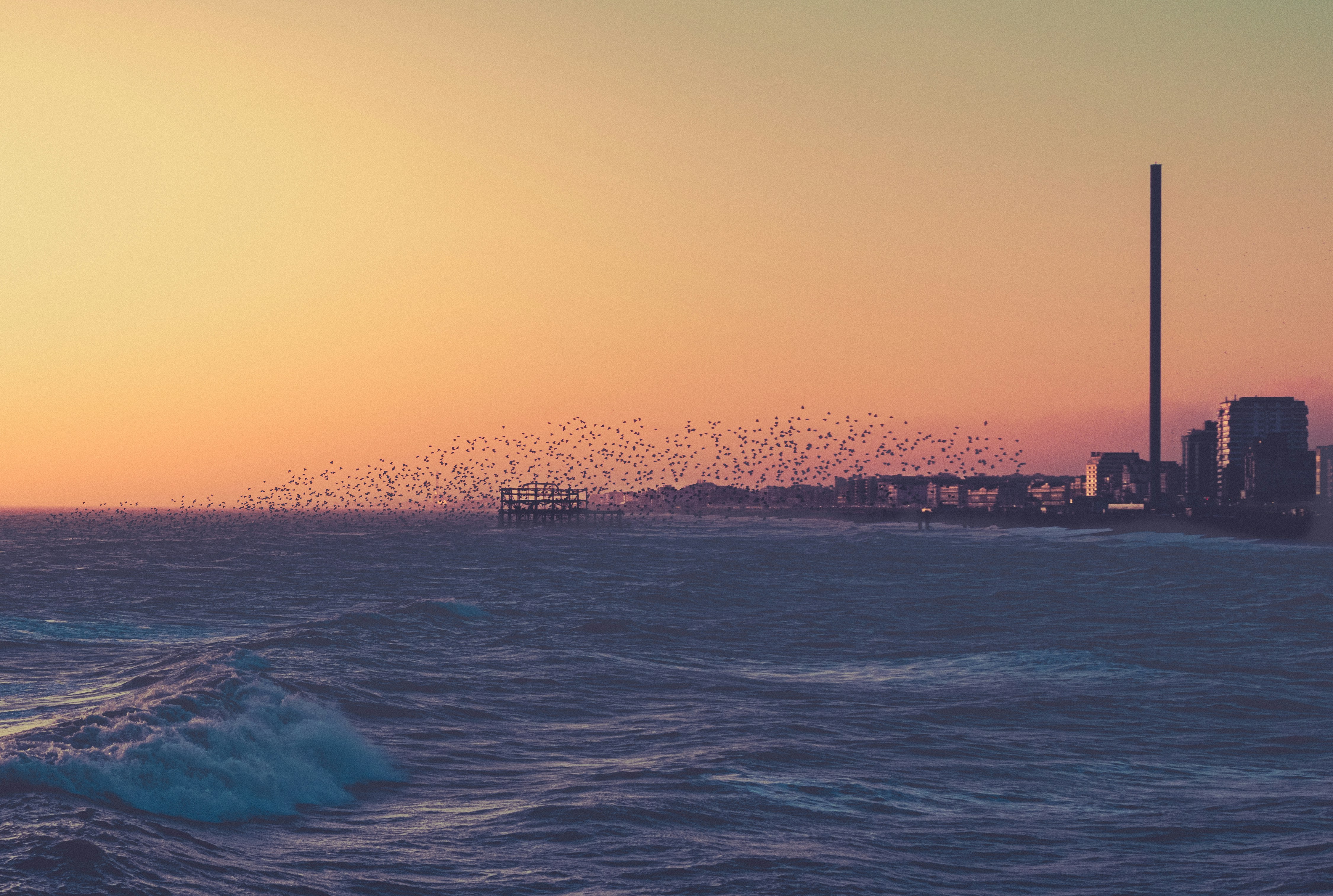 Flock of birds flying over ocean at sunset (Photo by tracy hill on Unsplash)