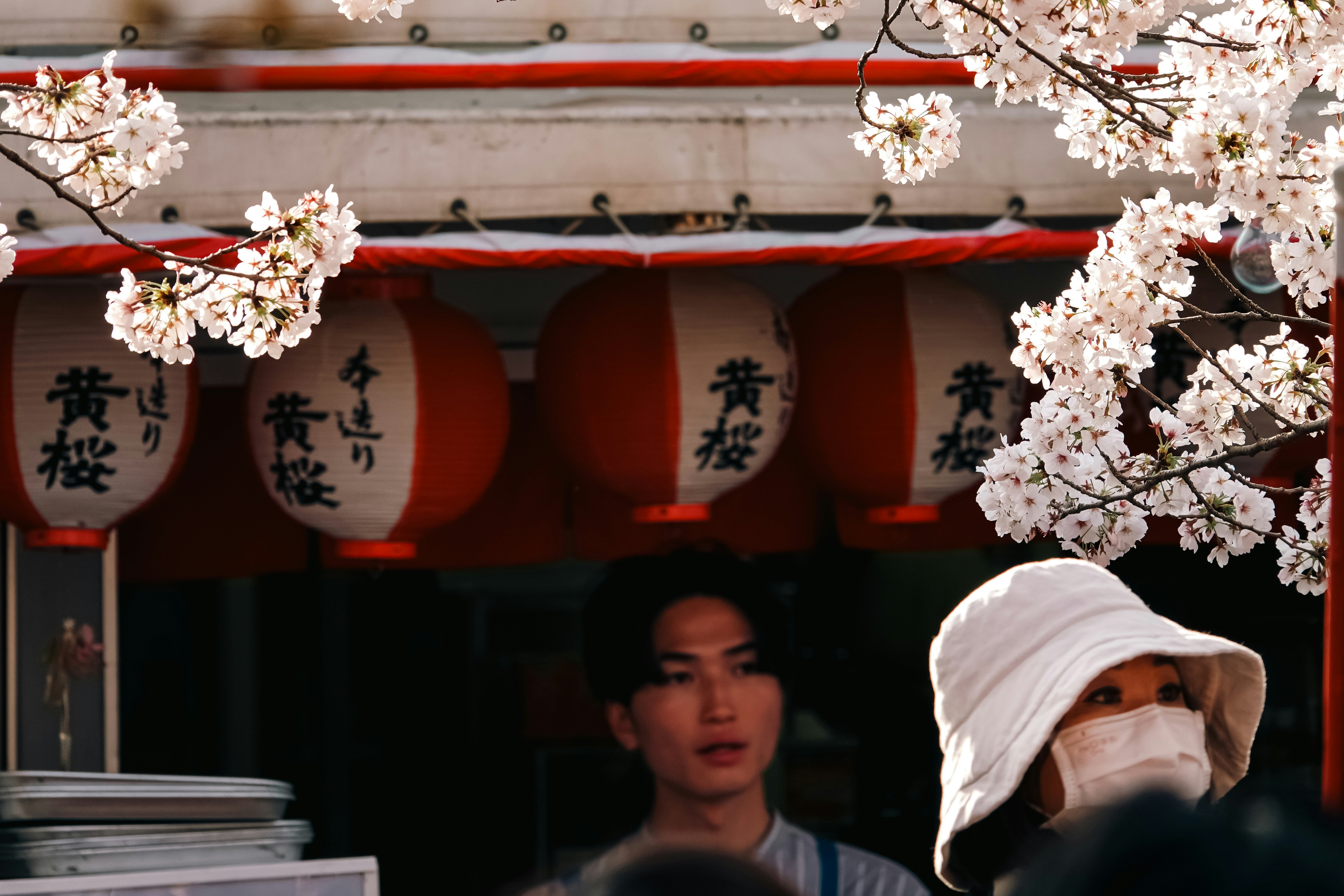 People under cherry blossoms near red lanterns