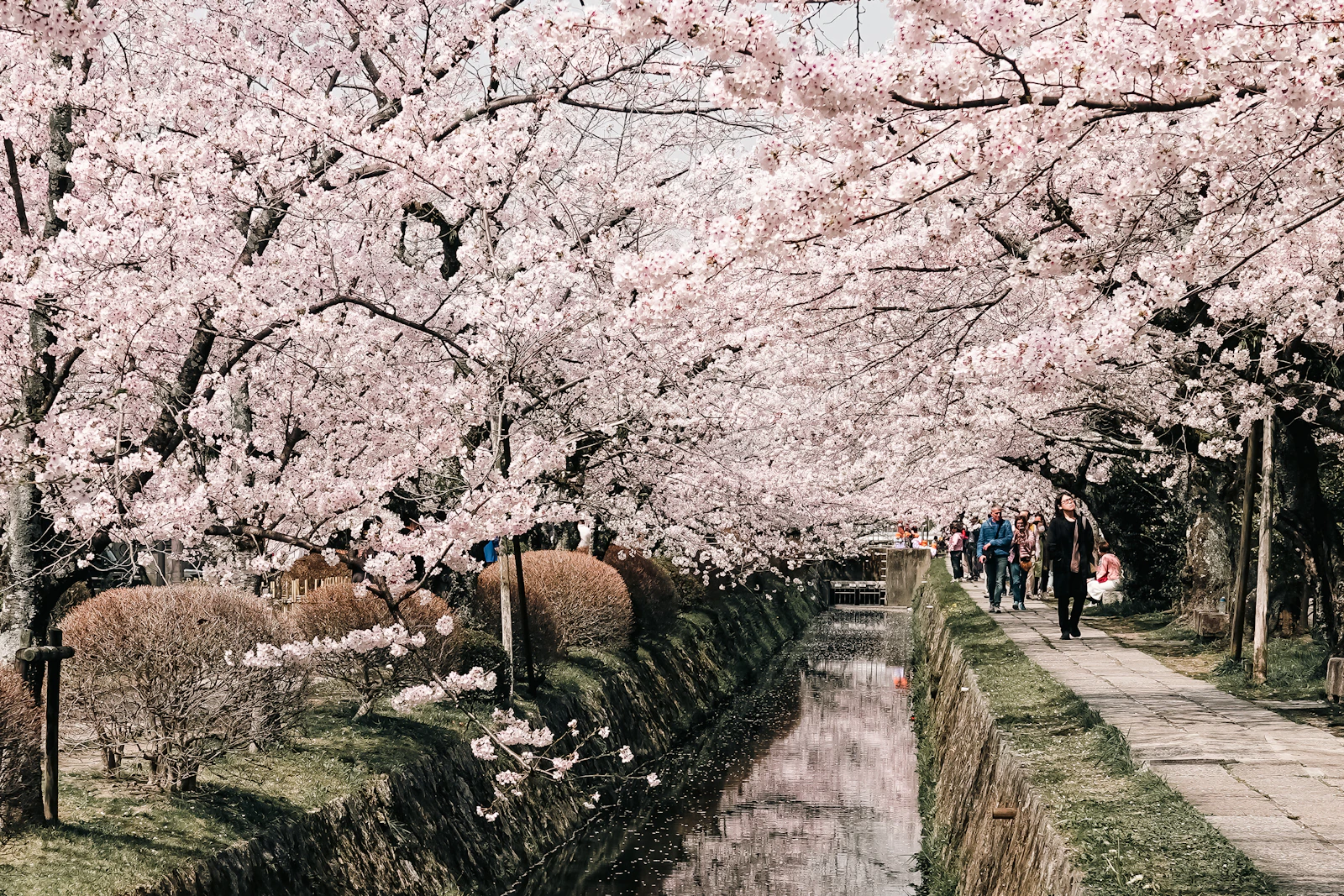 Cherry blossoms arching over the canal along the Philosopher's Path in Kyoto