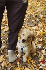 Golden retriever puppy sitting by person's leg