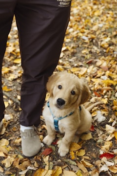 Golden retriever puppy sitting by person's leg