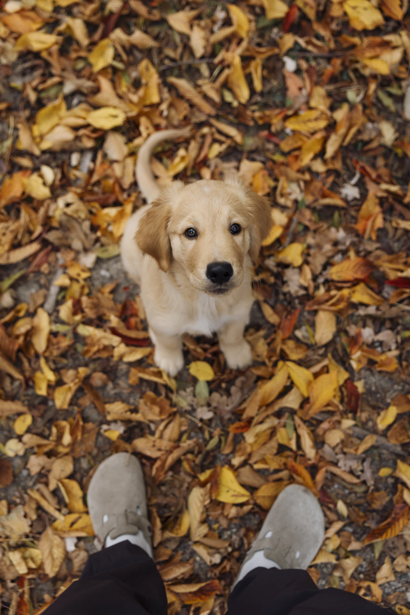 Golden Retriever jovem entre folhas de outono em ambiente externo