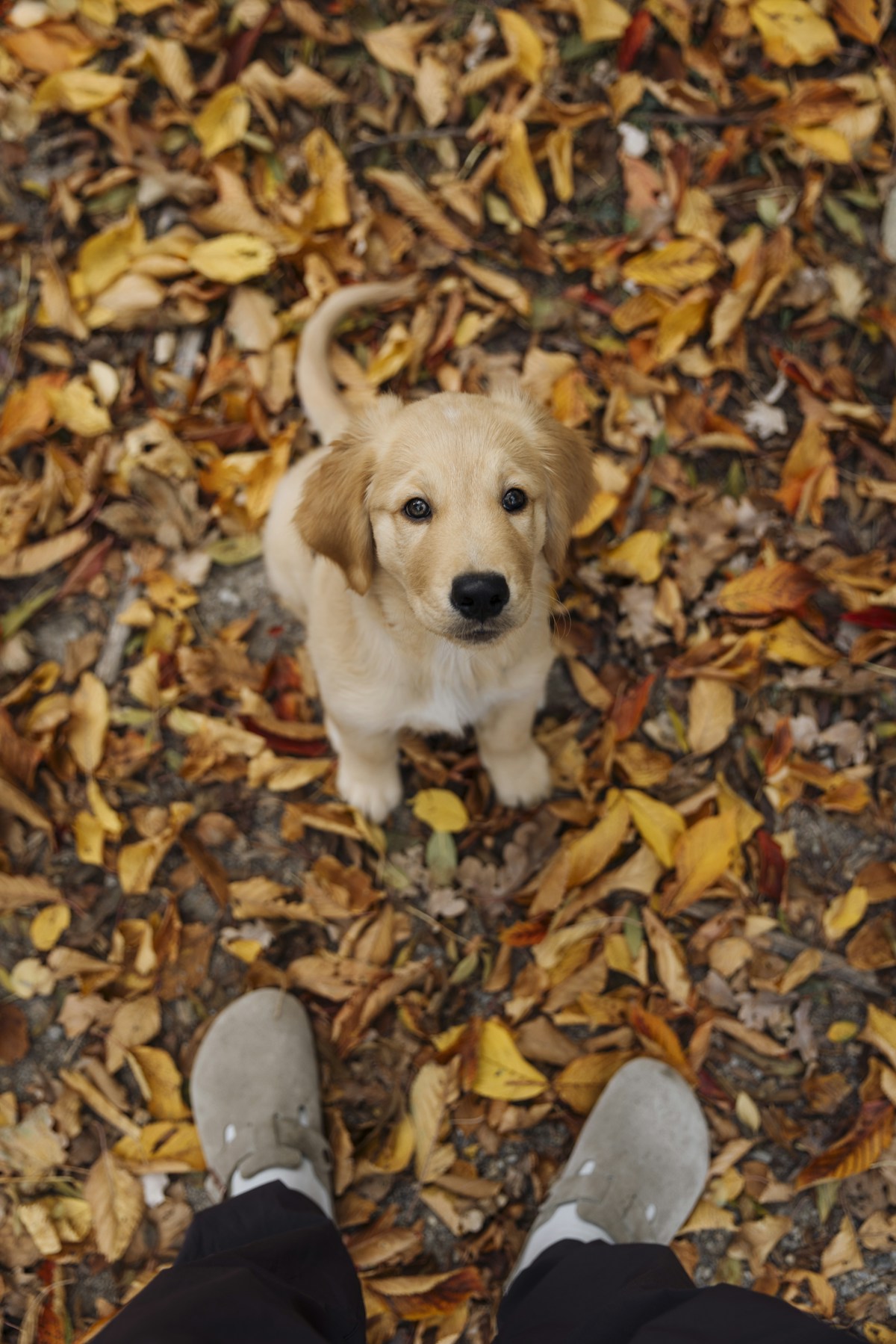 Filhote de Golden Retriever sentado entre folhas de outono
