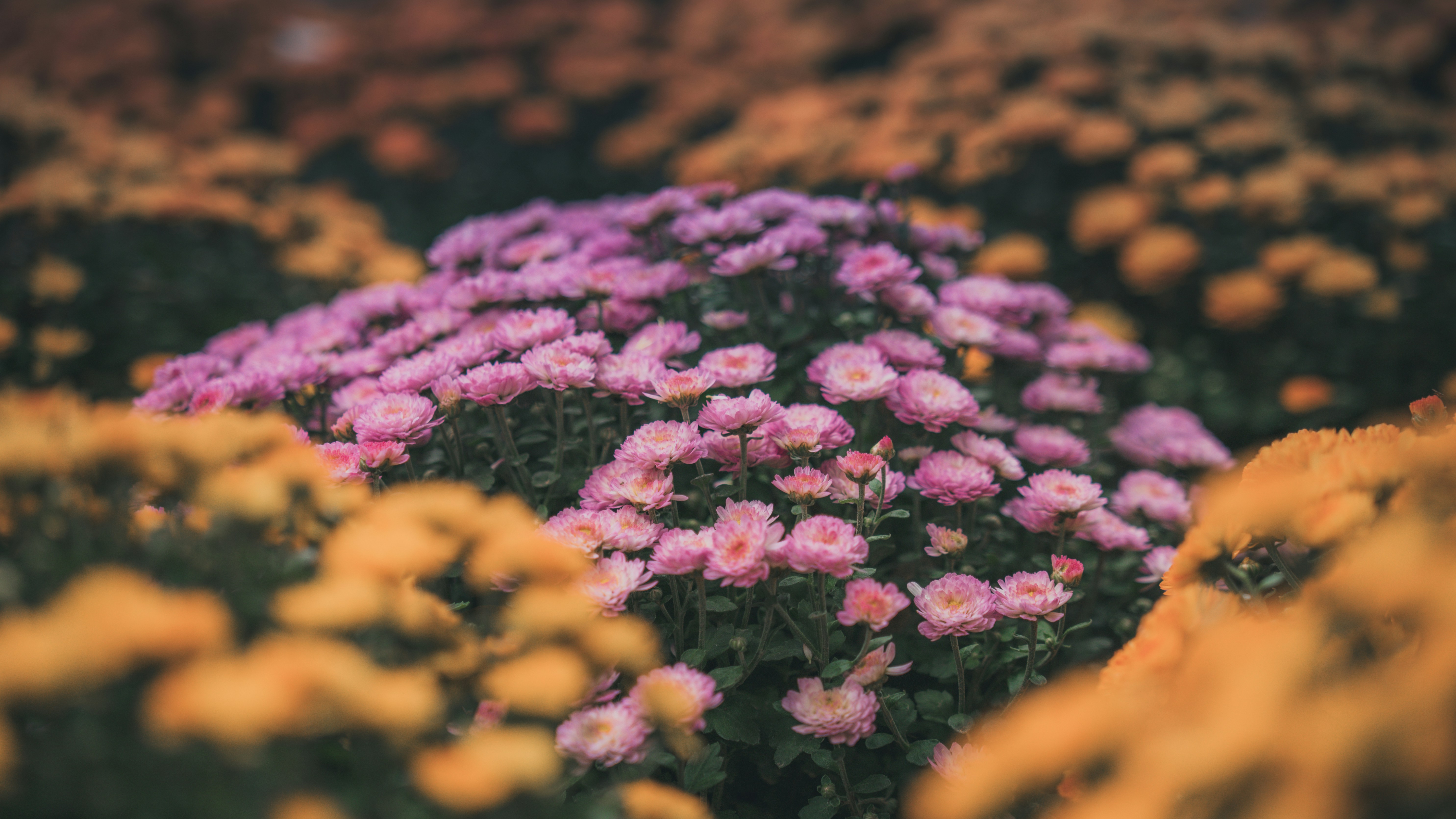 Photo by peek_a_boo_who