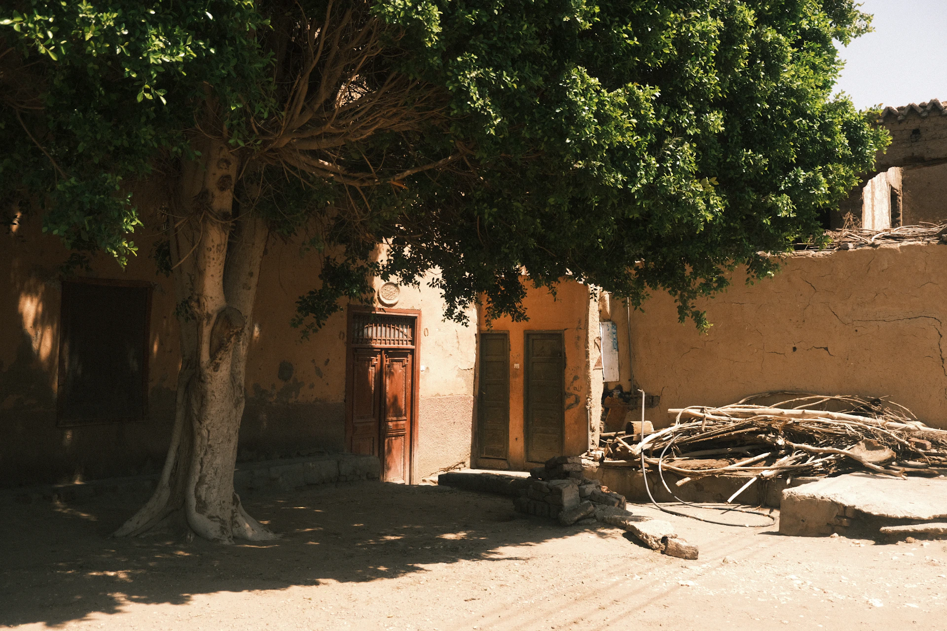 Courtyard with large tree and adobe buildings