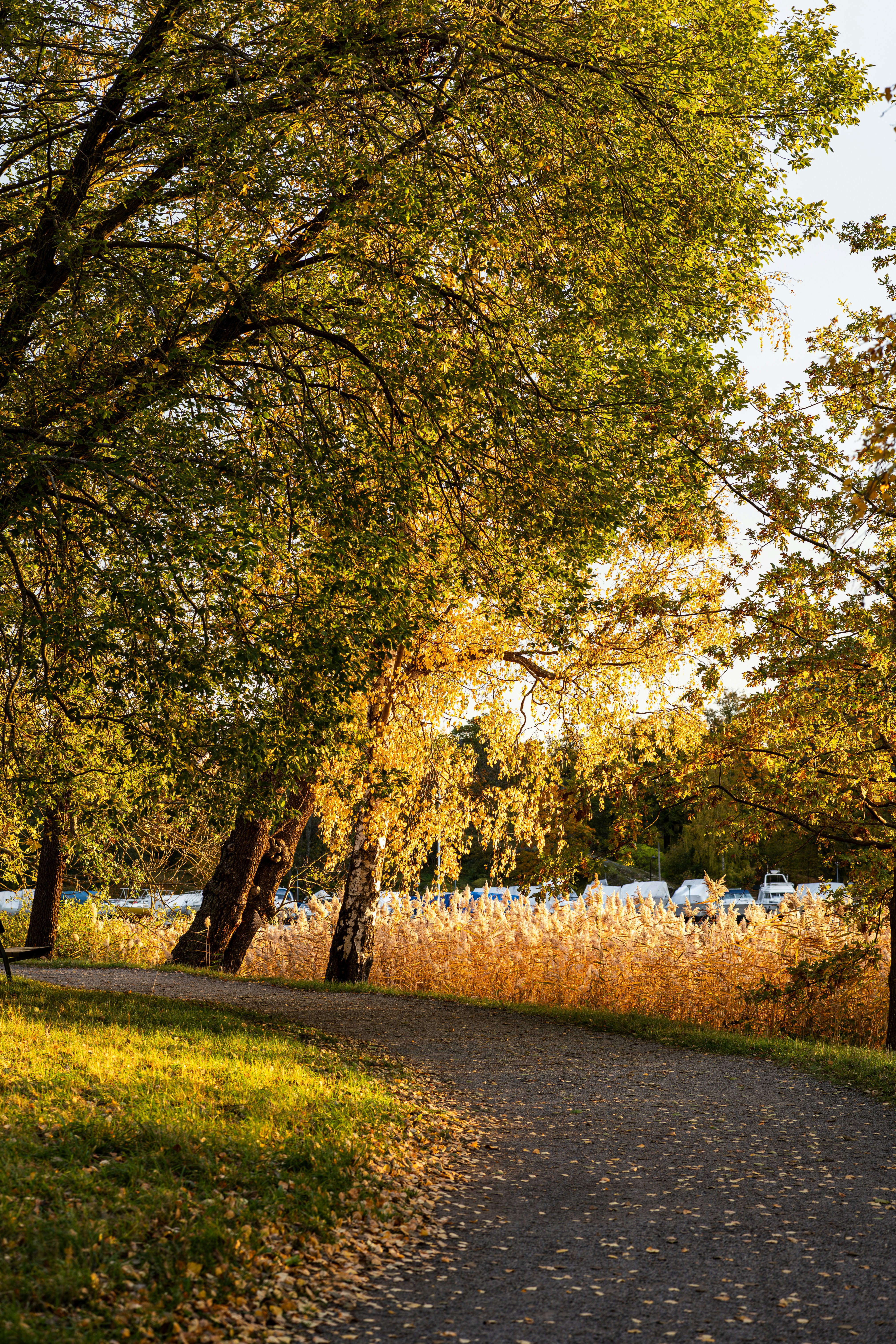 Autumn path through trees with golden reeds