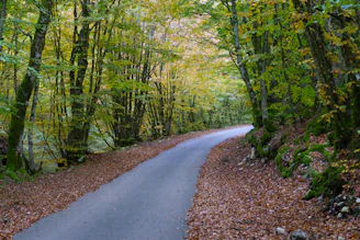 A winding road through an autumn forest