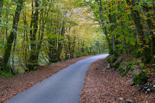 A winding road through an autumn forest