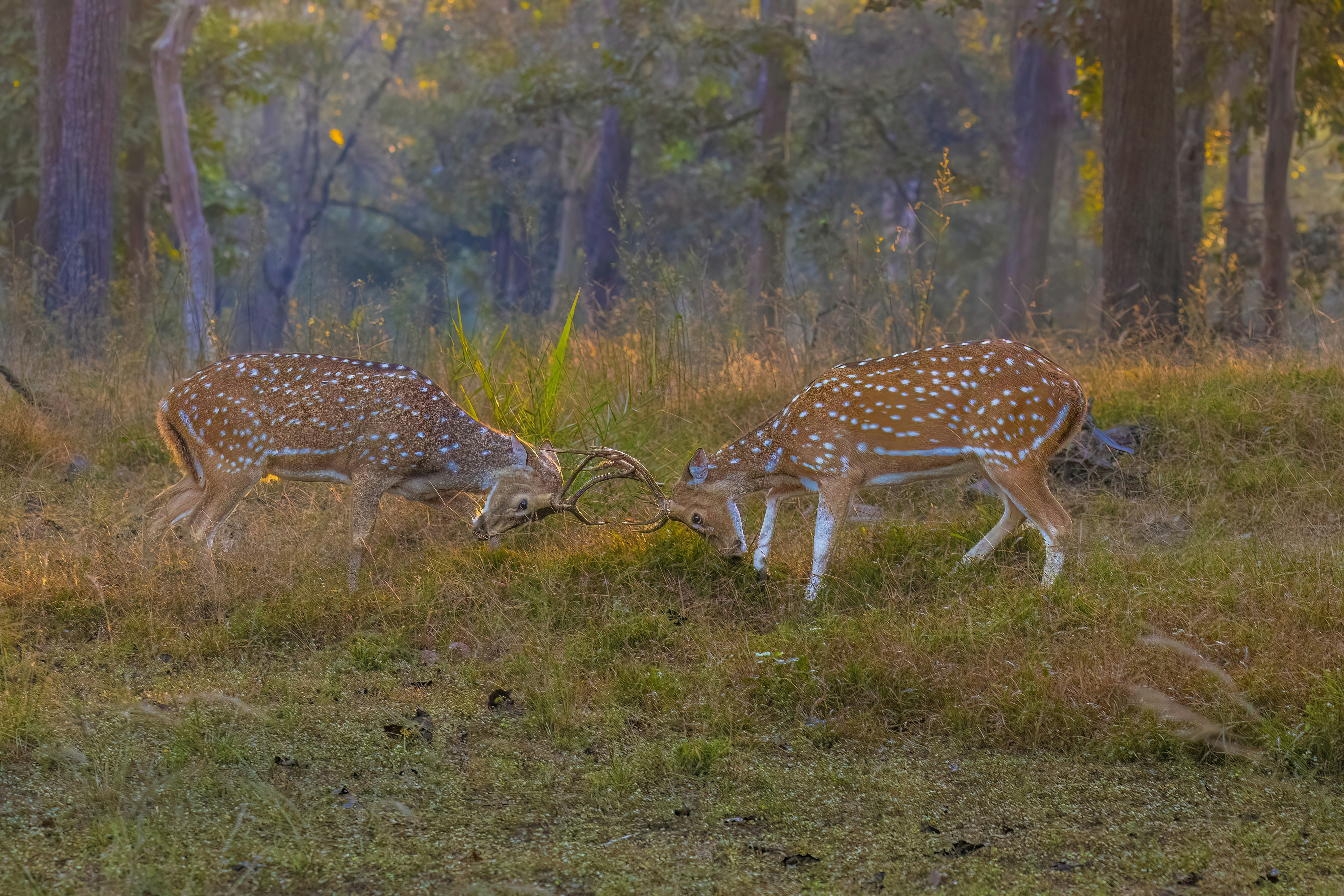 Photo by vinit_modak