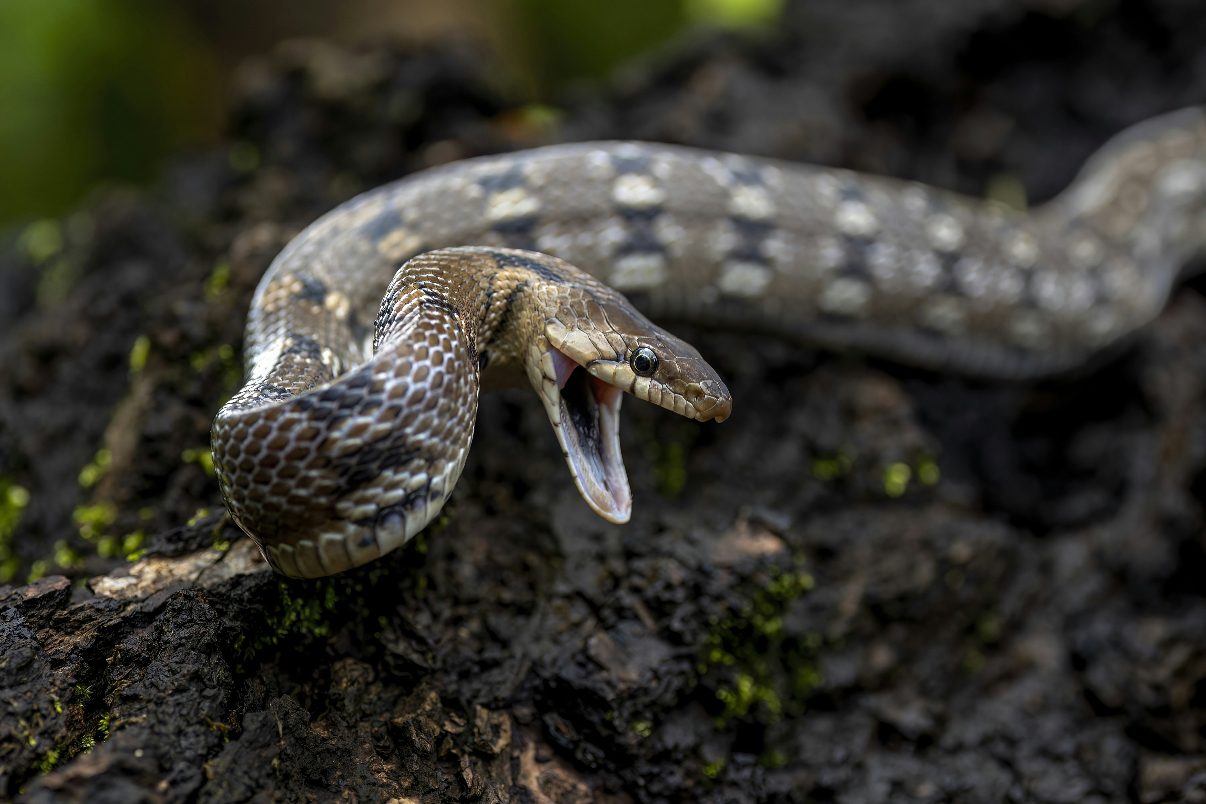 Photo by vinit_modak