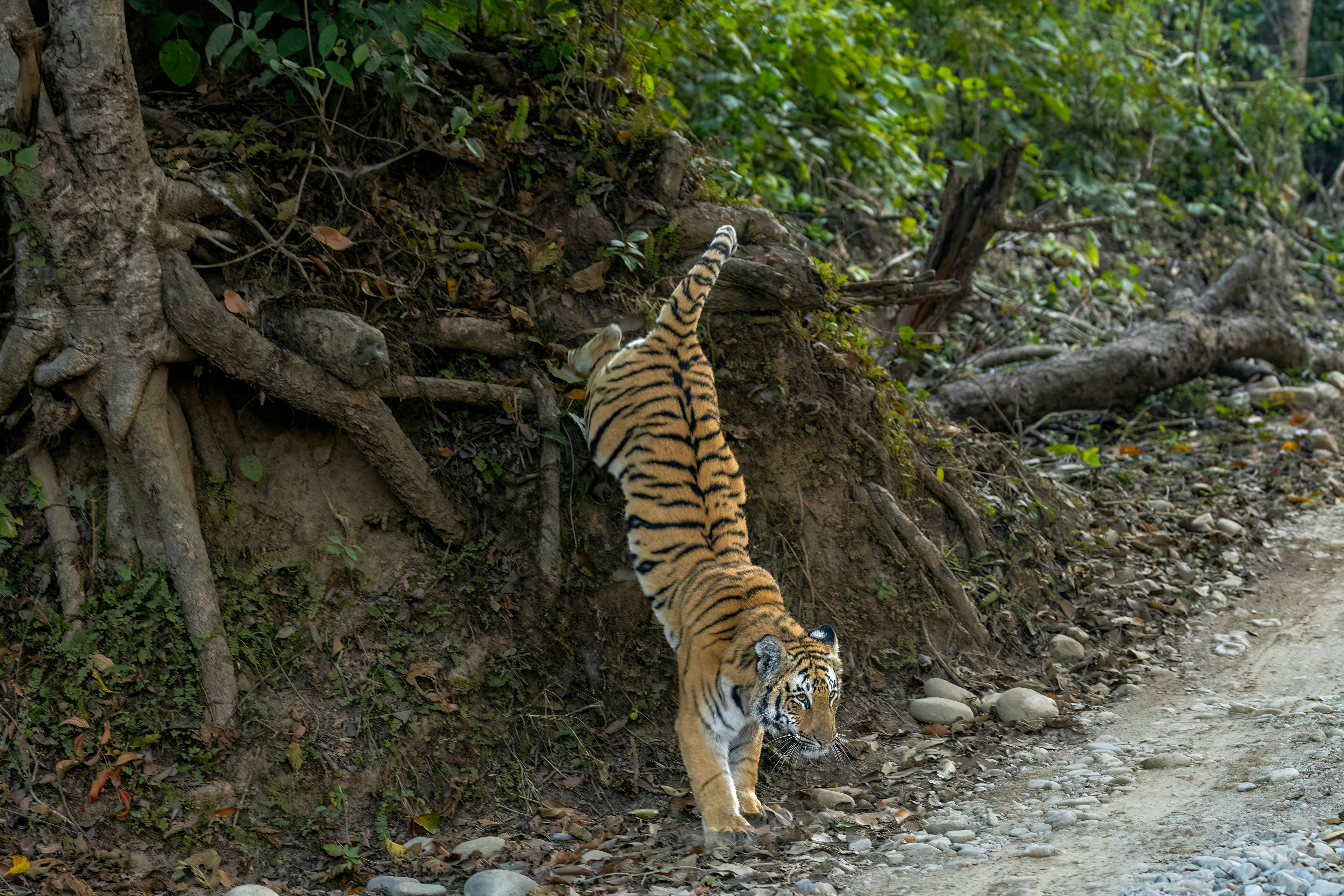 Tiger Leaping Gorge Backpacking Budget Itinerary 2026