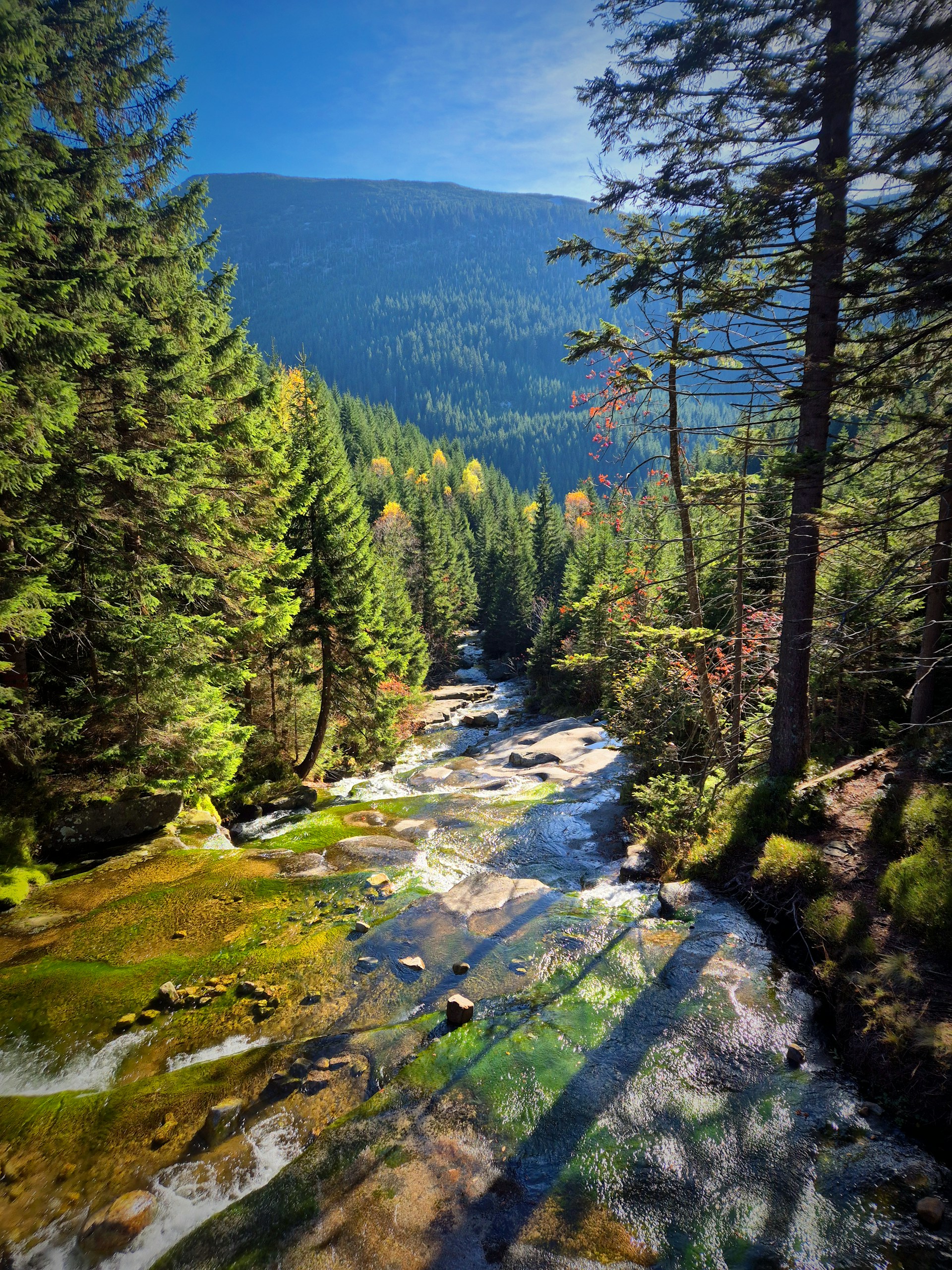 A clear river flows through a sunlit evergreen forest.