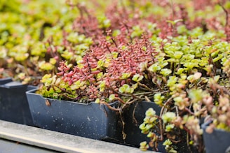 Row of small potted plants with green and red leaves.
