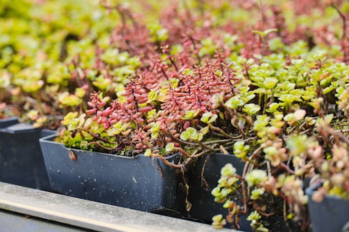 Row of small potted plants with green and red leaves.