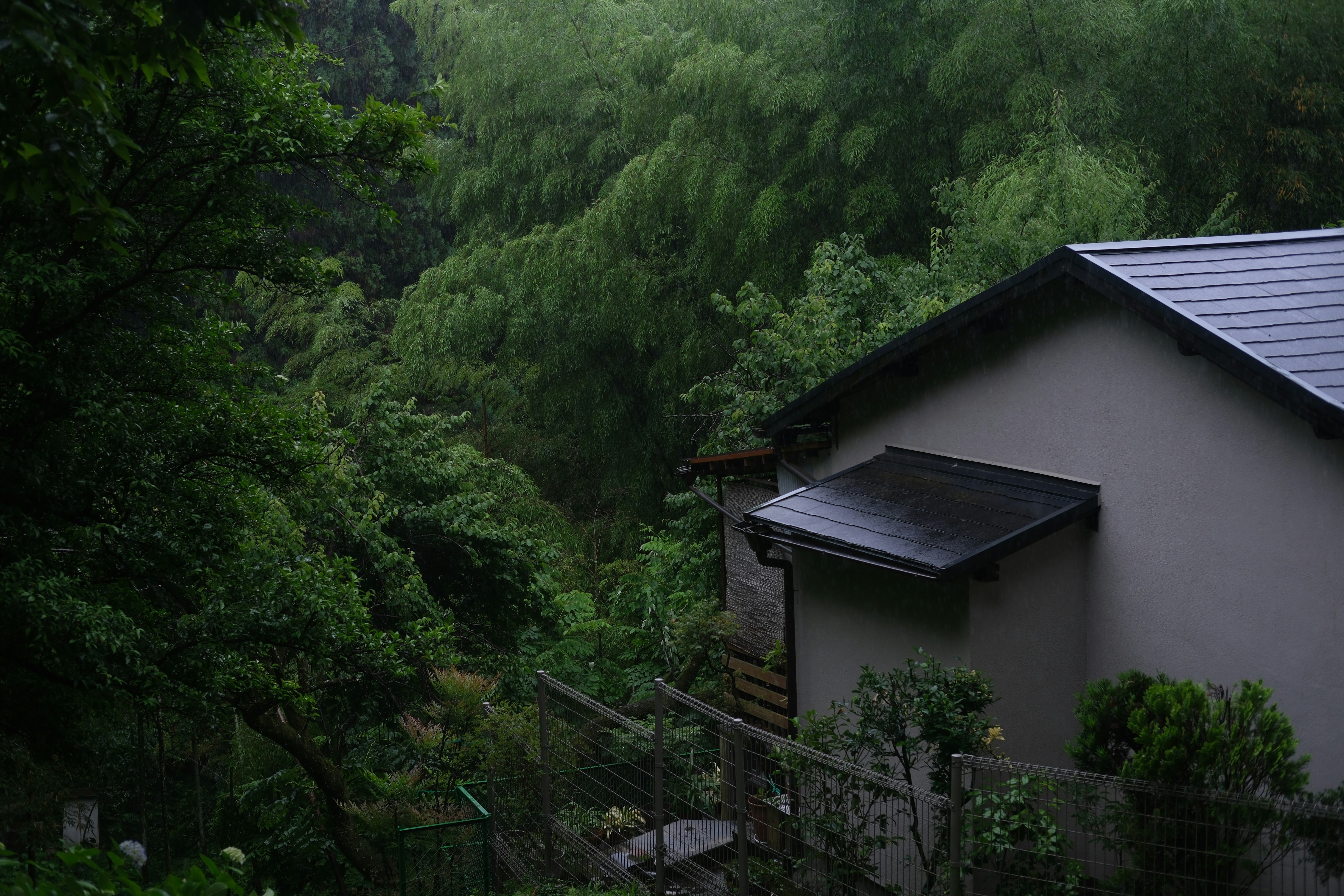 A house nestled amongst lush green trees
