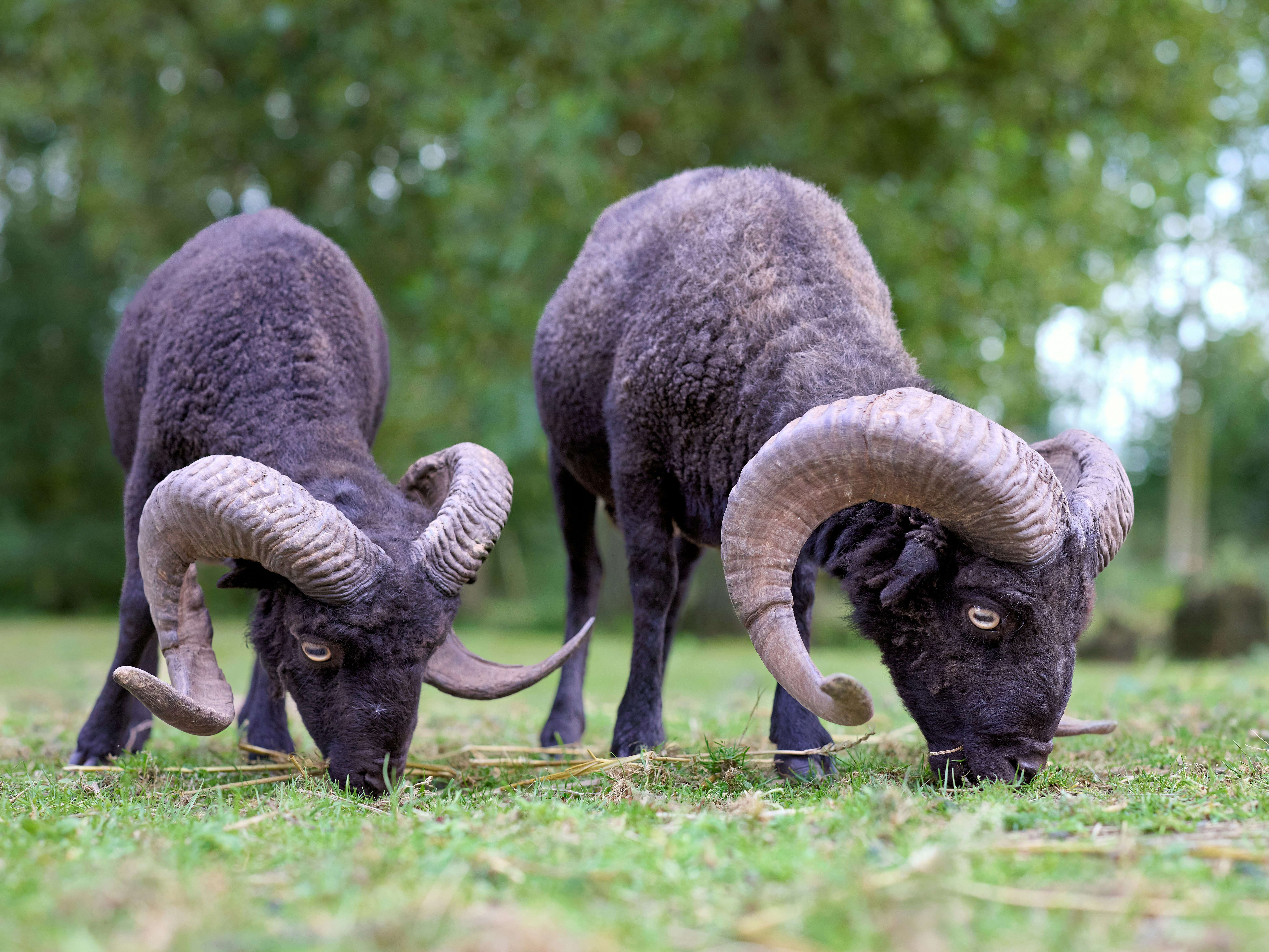 Photo by erwinbosman