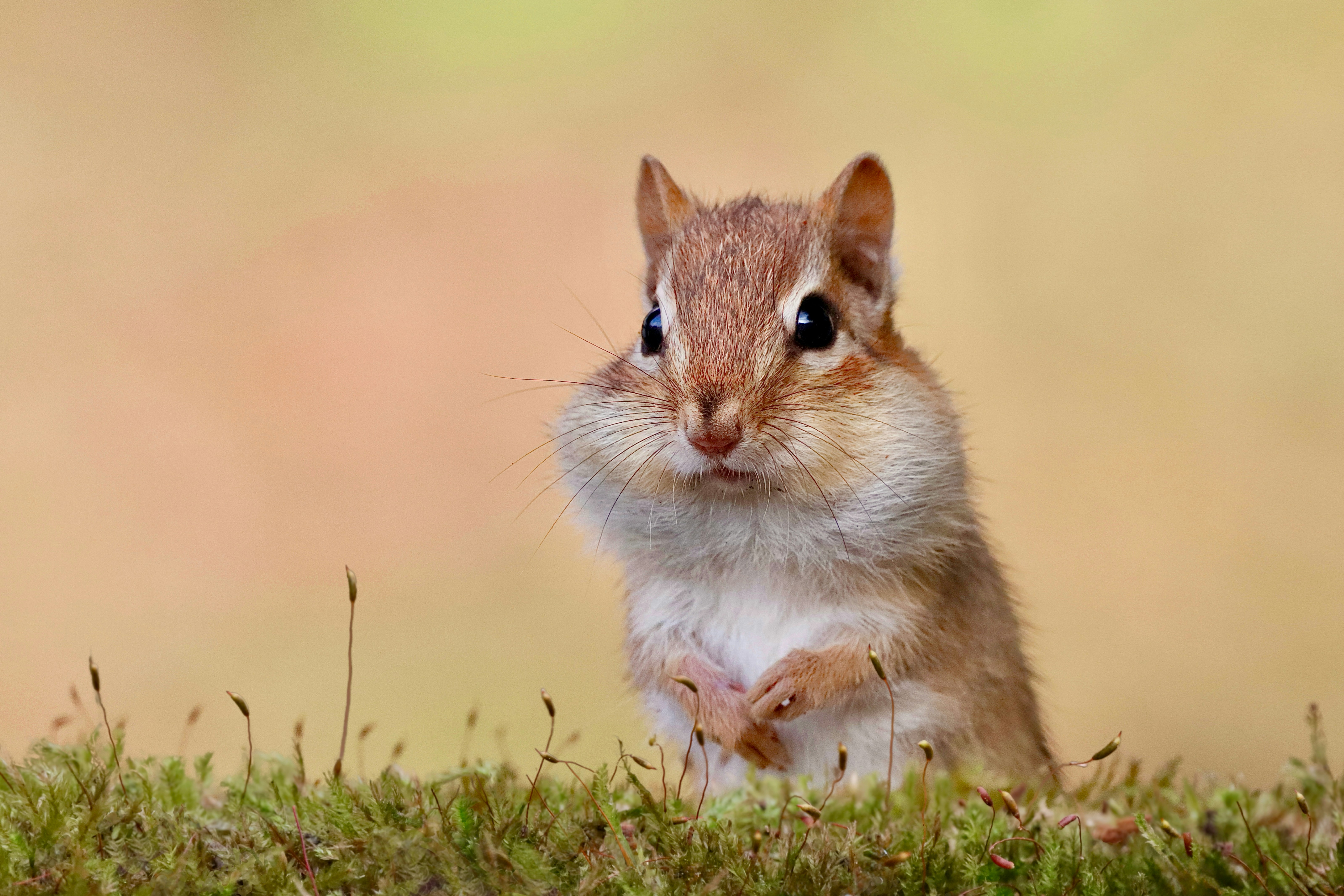 Ancien rampant de mousse