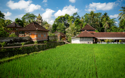 Traditional balinese buildings beside lush green rice paddies.