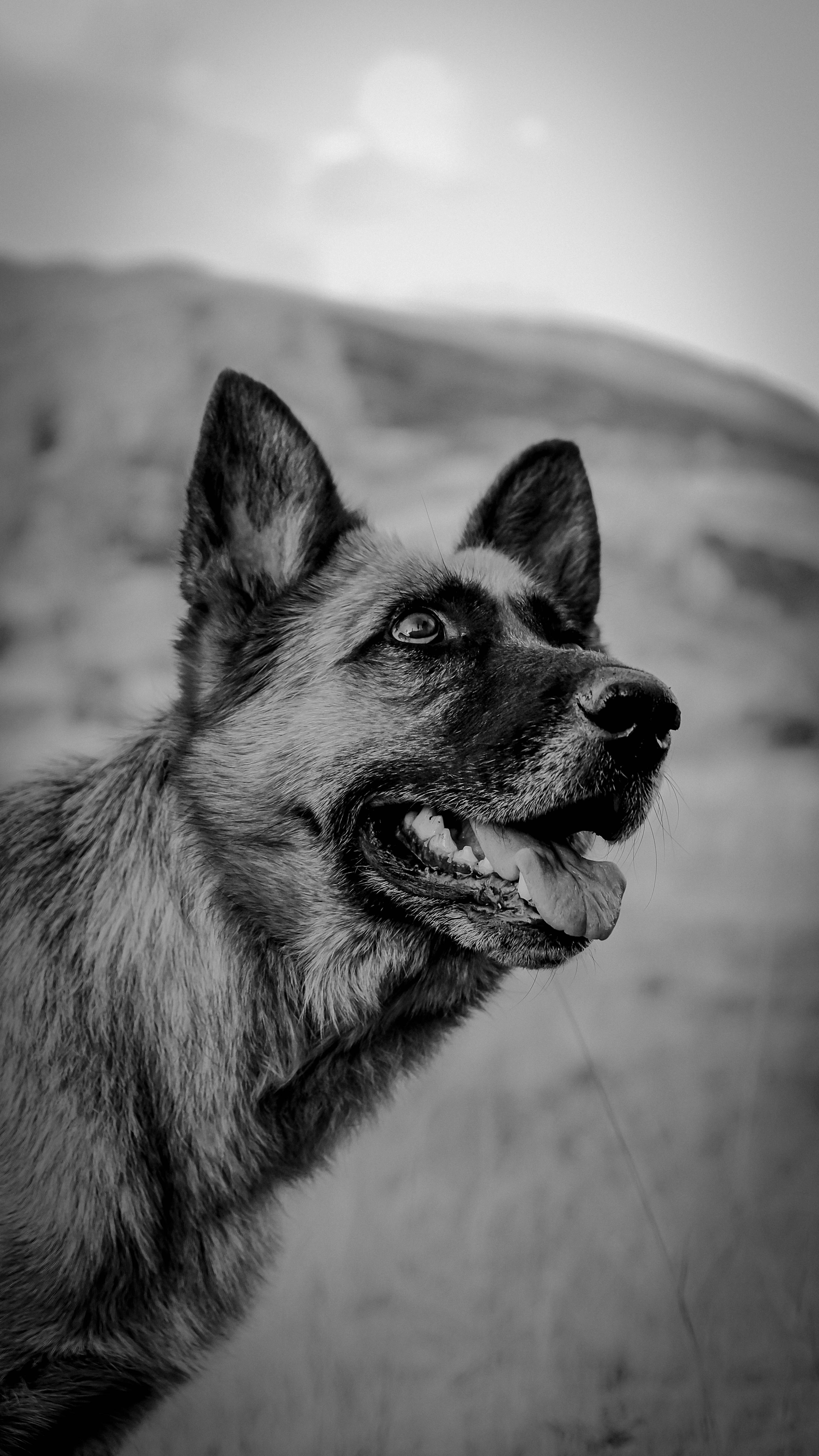 Schwarzer und brauner Deutscher Schäferhund Welpe Foto – Kostenloses Bild  zum Thema Hund auf Unsplash, image size:3000x5330