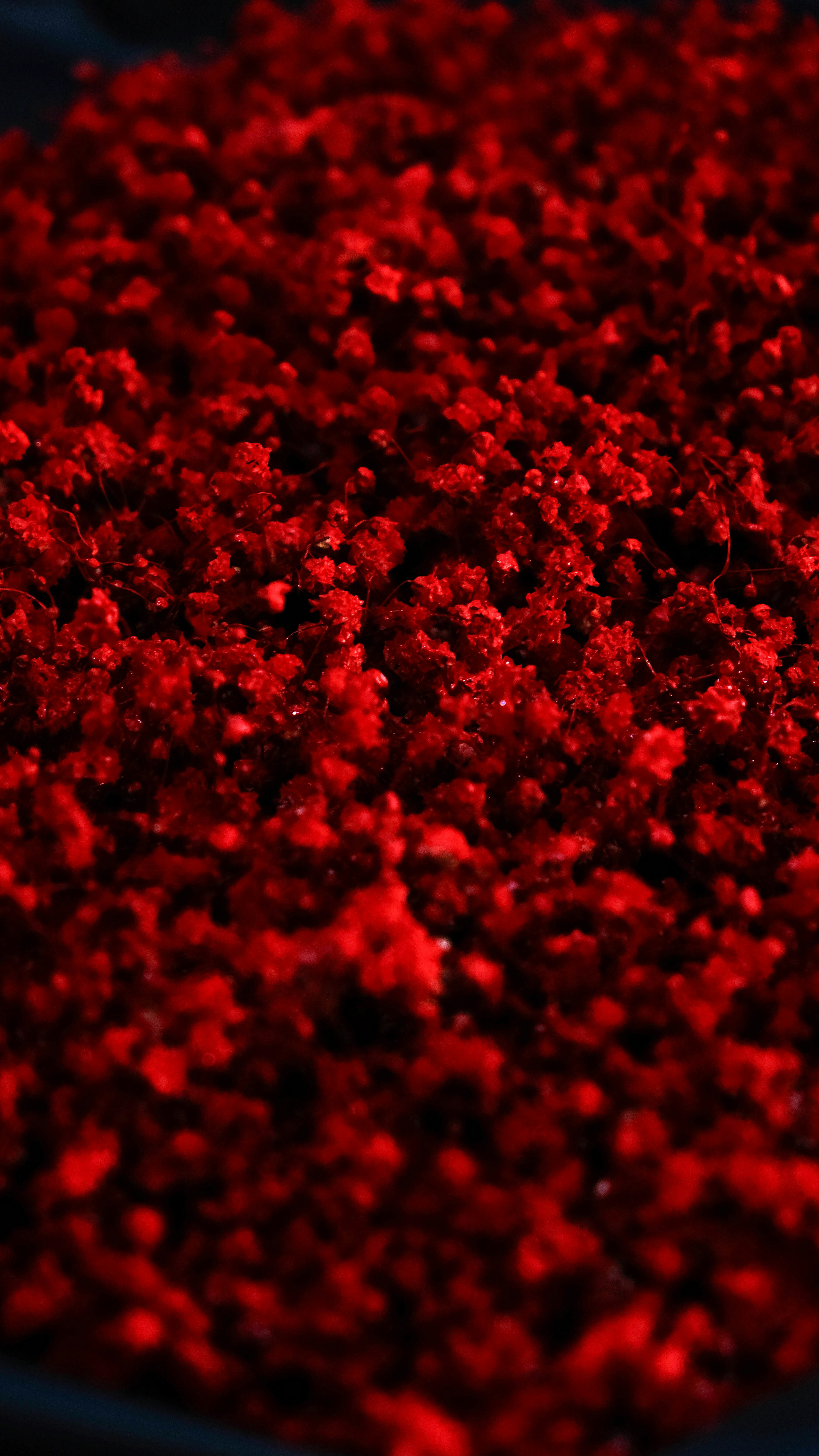 photo-1761156337771-e80f6dc578b5?ixid=M3wxMjA3fDB8MXxzZWFyY2h8MTZ8fHJlZCUyMGRlYWQlMjByZWRlbXB0aW9uJTIwMiUyMGVwaWxvZ3VlfGVufDB8fHx8MTc2MzU2MjQ4N3ww\u0026ixlib=rb-4.1.0