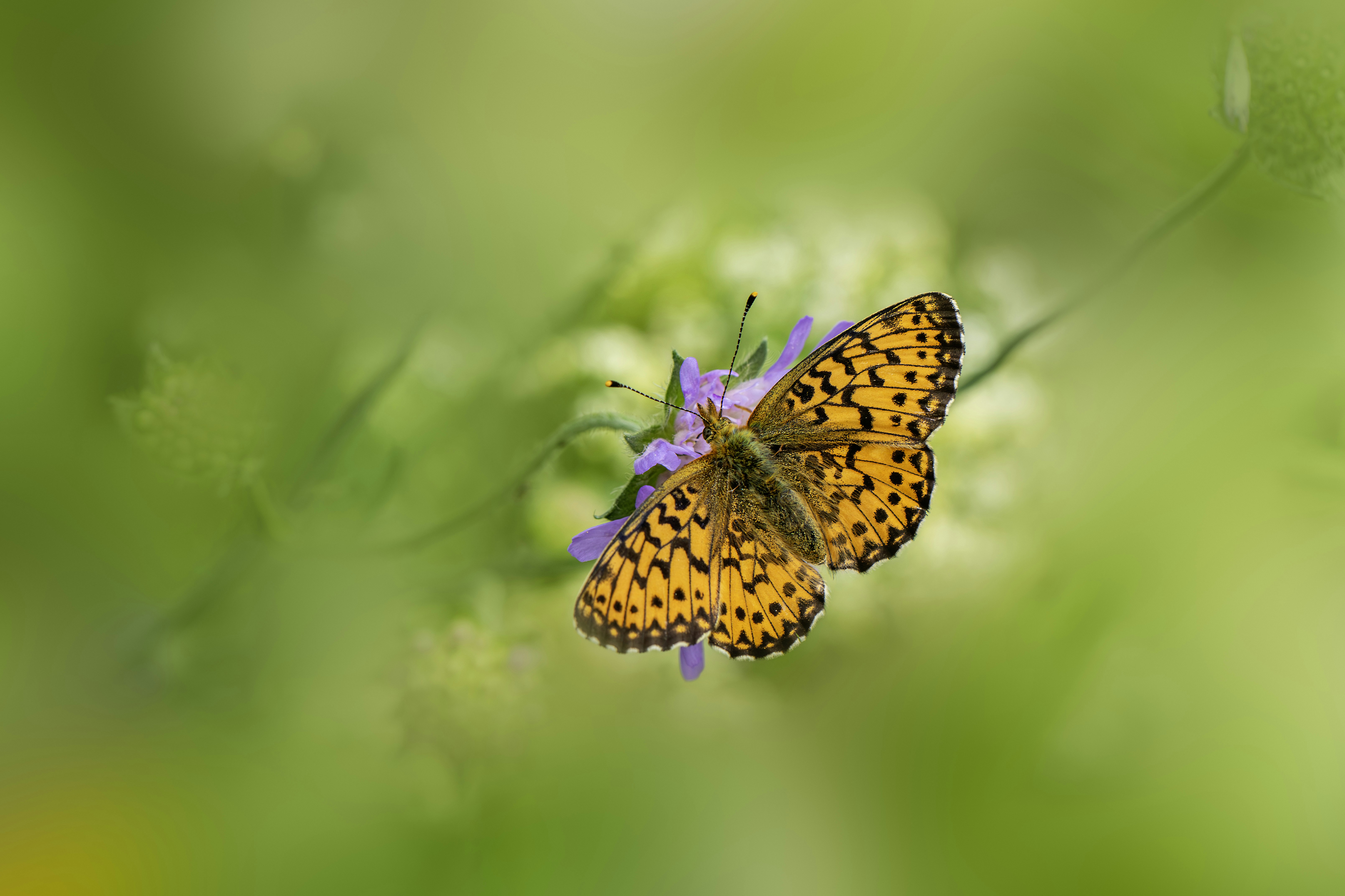 Photo by erik_karits